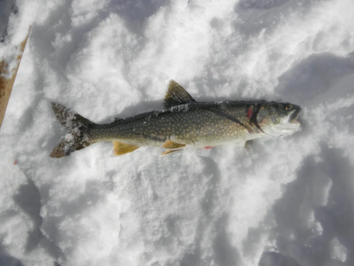 Image of Lake Trout like the one's caught at the Mike Norris Ice Fishing Derby on Raquette Lake in the Adirondacks