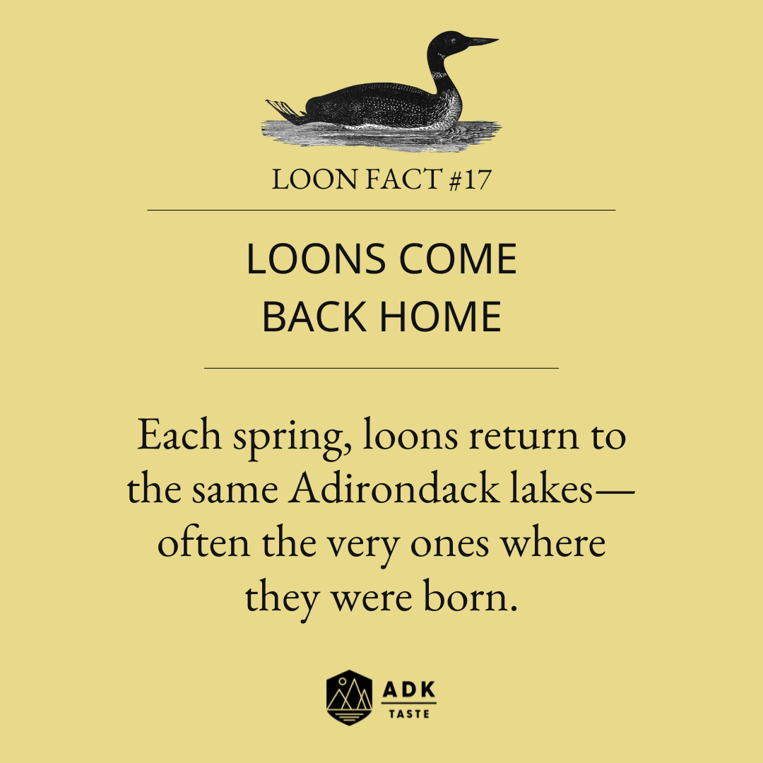 Graphic featuring a loon illustration and the text “Loon Fact #17: Loons Come Back Home,” explaining that loons return to the same Adirondack lakes year after year to breed.