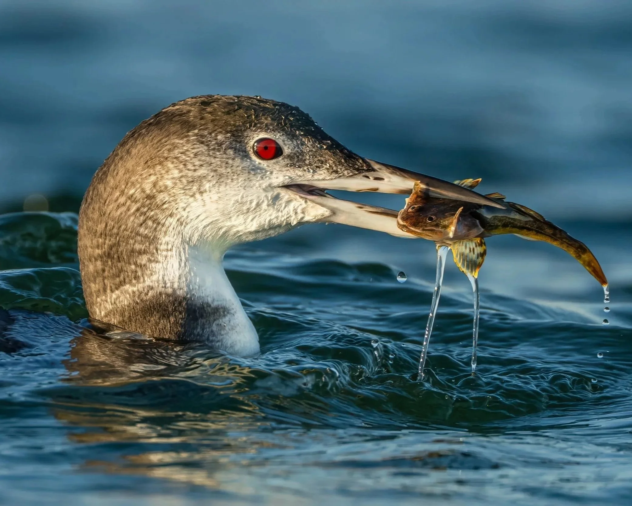 Loon with fish