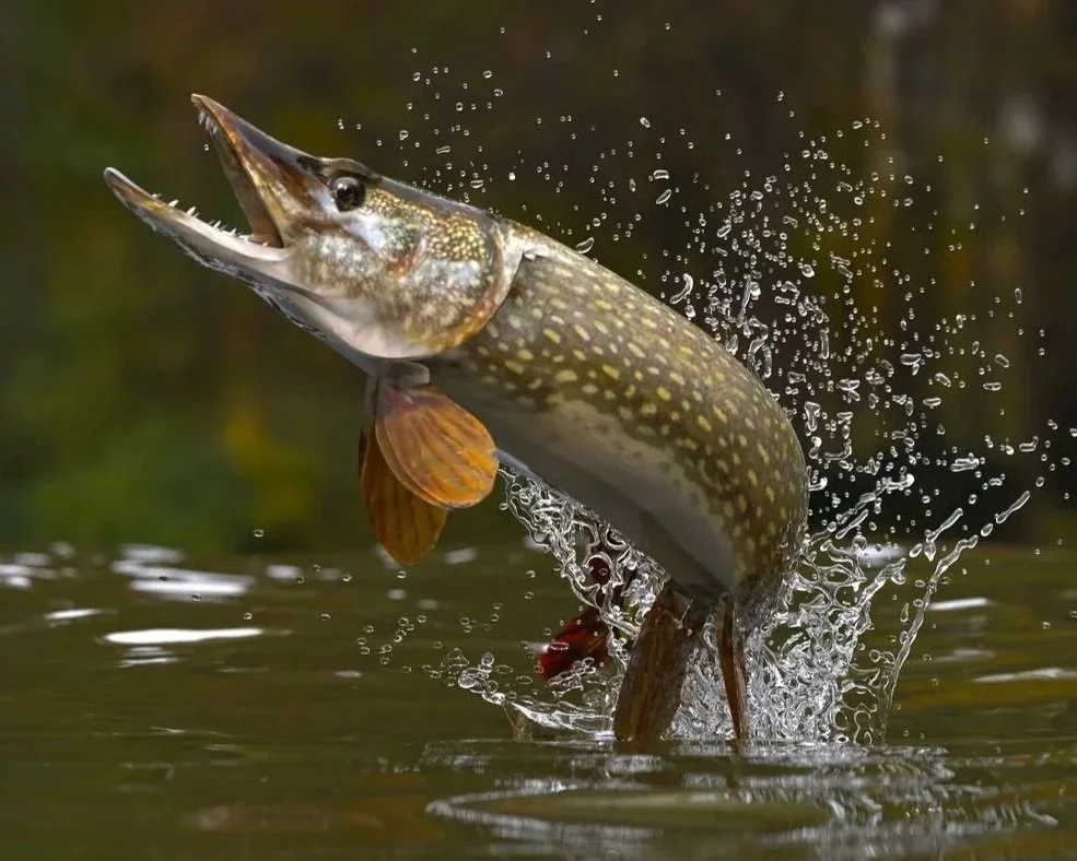 Northern Pike leaping out of an Adirondack lake.