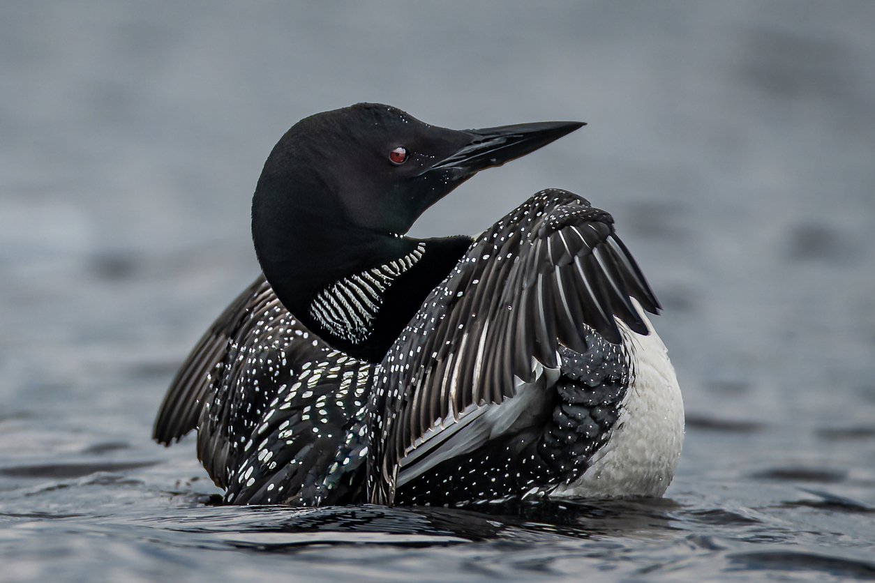 Loon in the Adirondacks