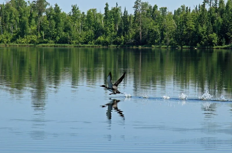 Loon making a landing on an Adirondack lake.