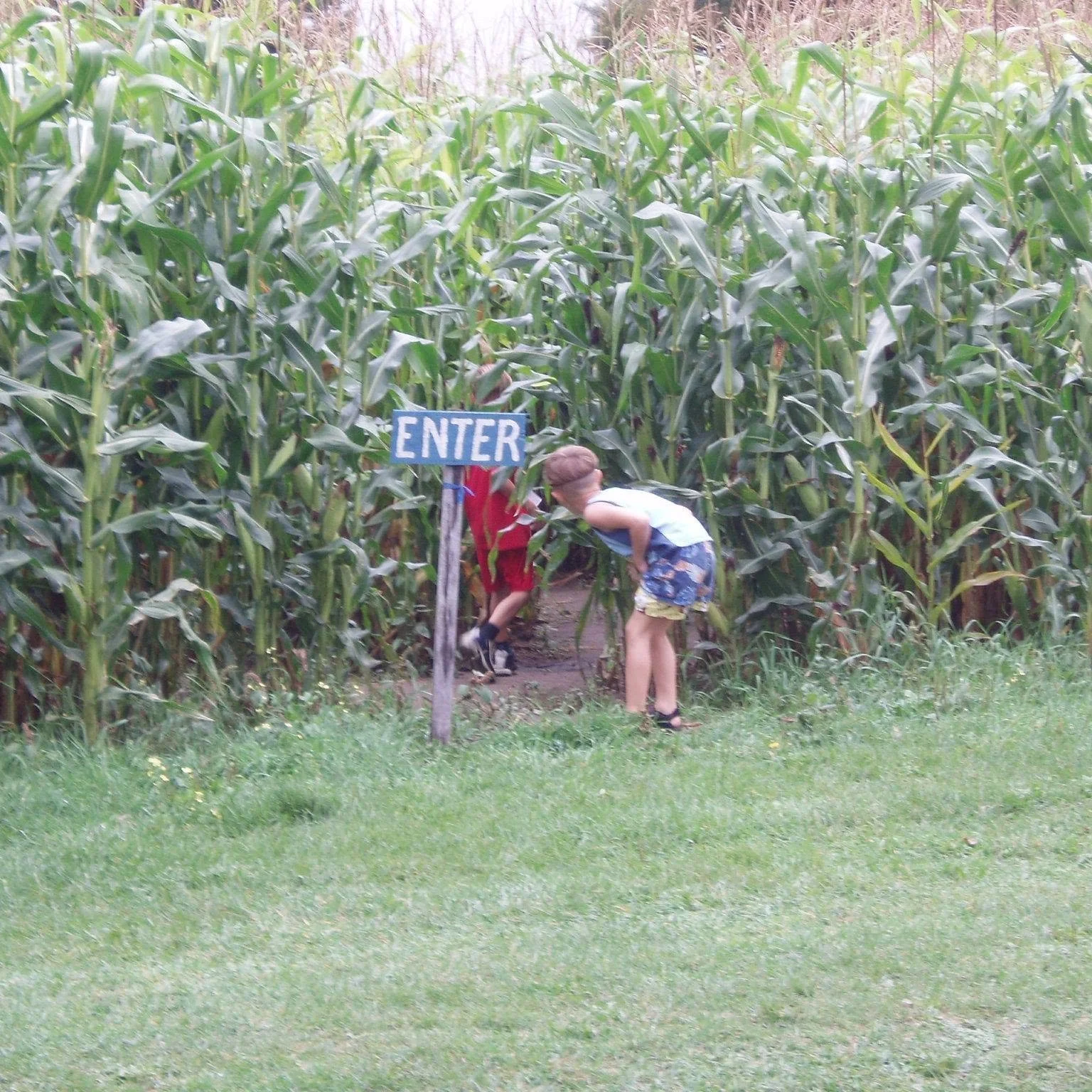 Young boy at the entrance to the Adirondack corn maze at Tucker Farms in Gabriels, NY
