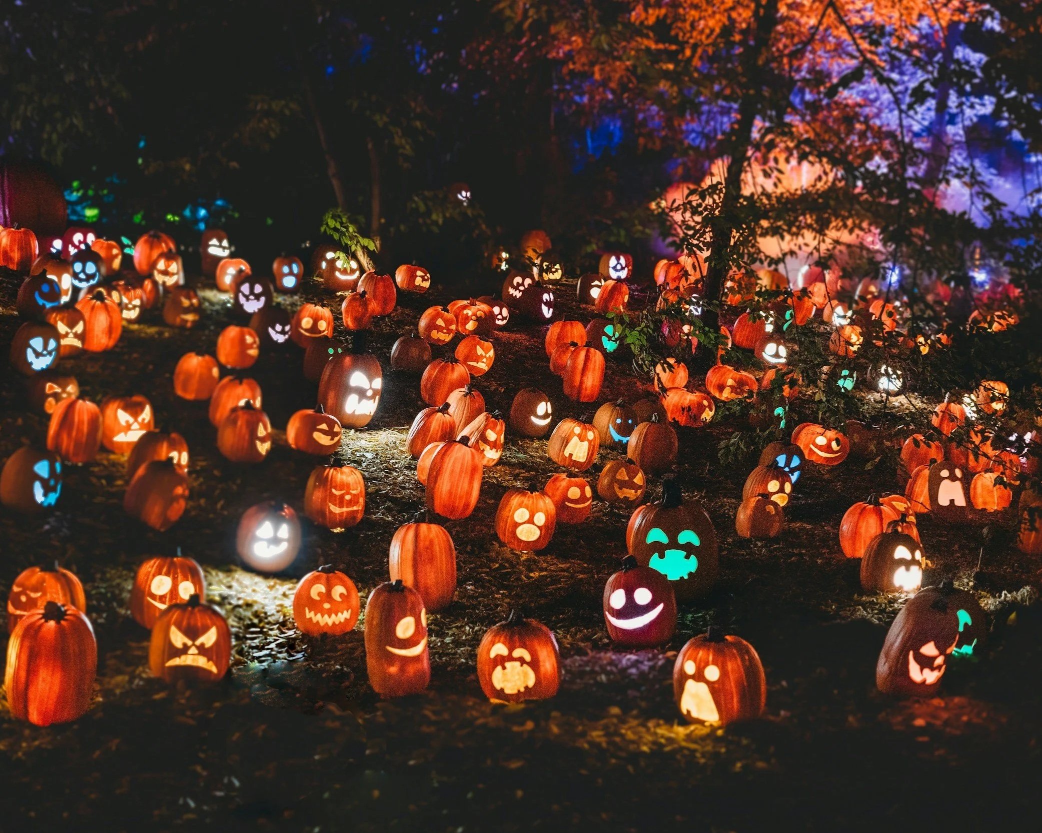 Many jack o'lanterns lit up for Halloween.