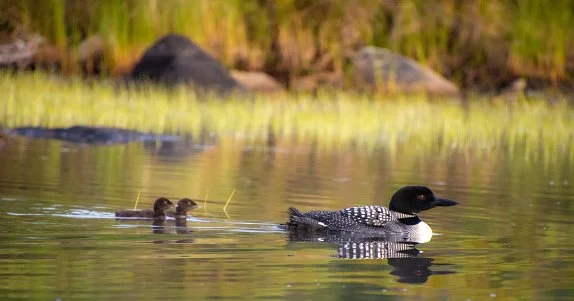 Loon family on an Adirondack lake.