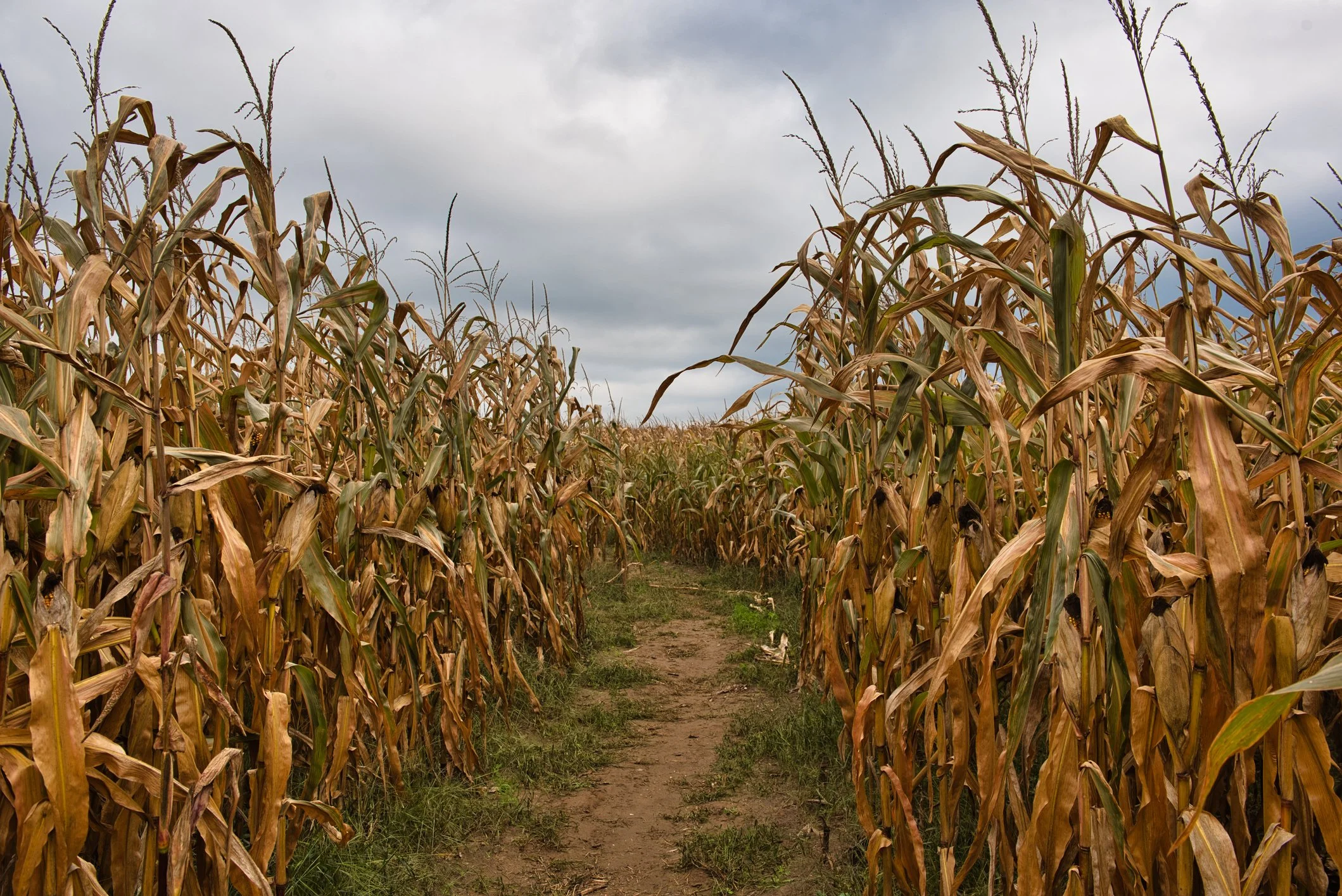 Corn maze in October in the Adirondacks.
