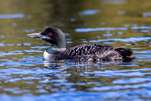 Loon on lake in the Adirondacks.