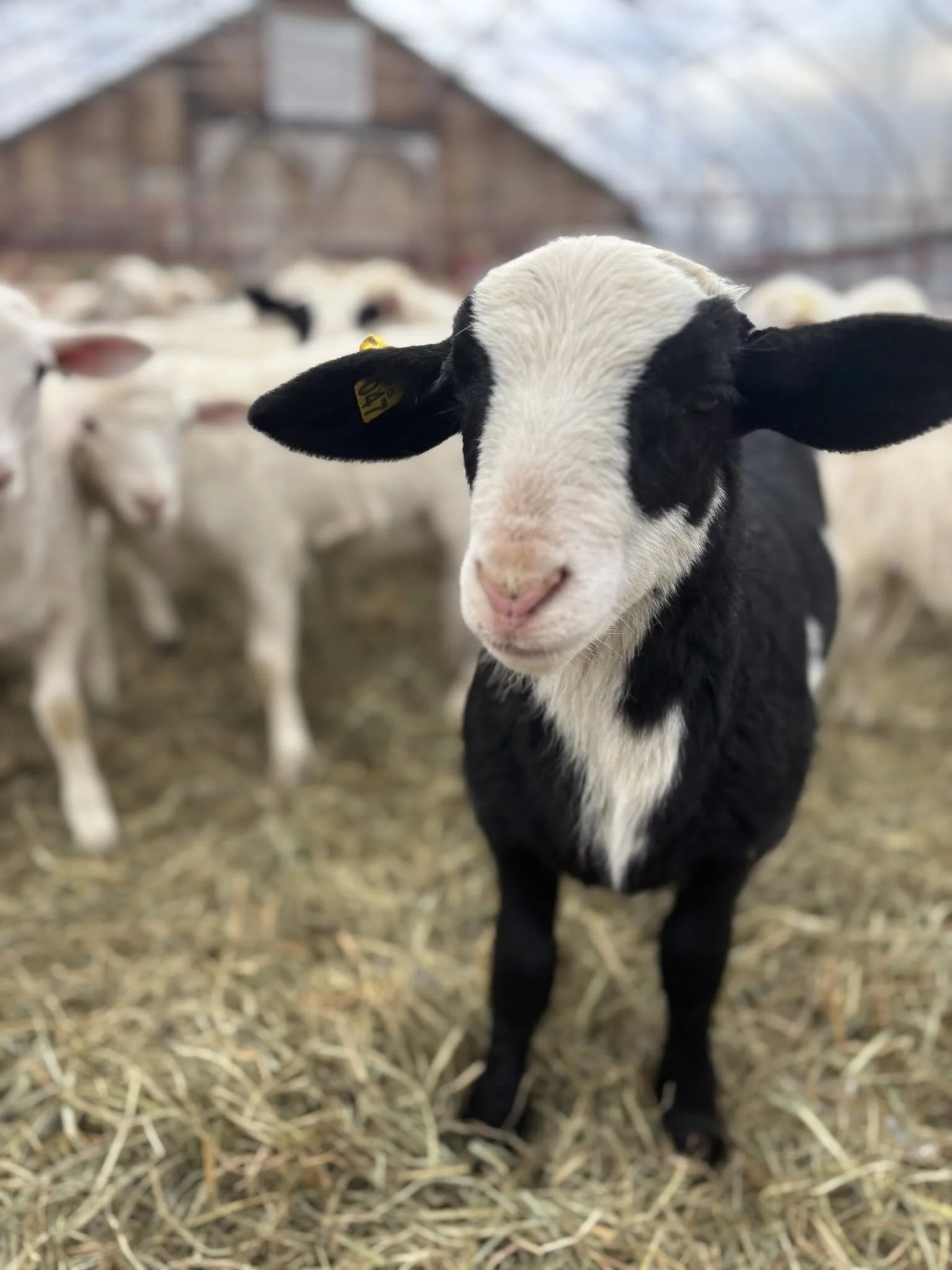 Black-and-white lamb at J&R Pierce Family Farm, which raises pasture-fed livestock in West Chazy, New York.