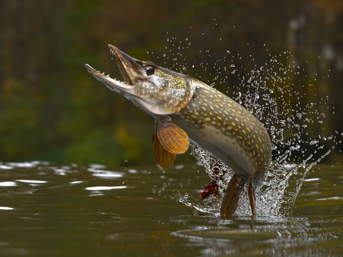 Fishing for Northern Pike in the Adirondacks