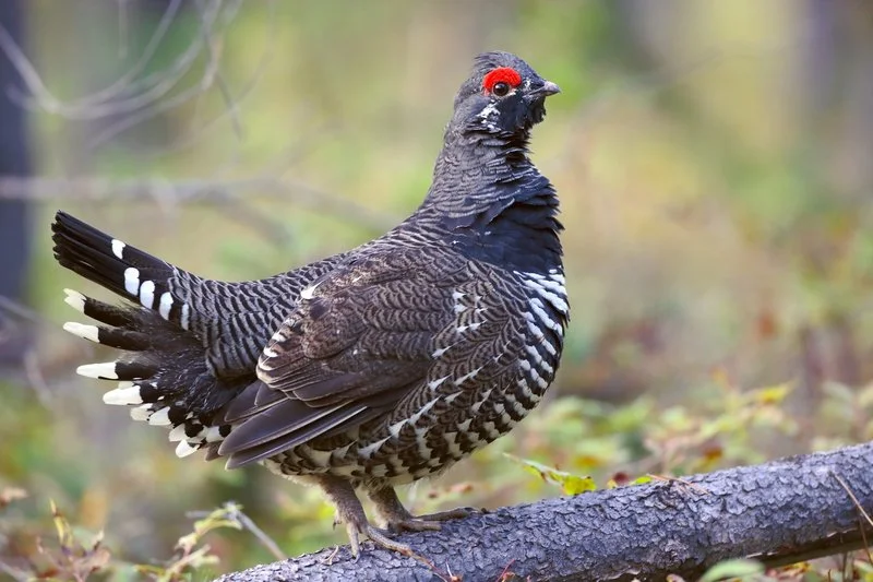Spruce Grouse 2025 adirondack birding festival