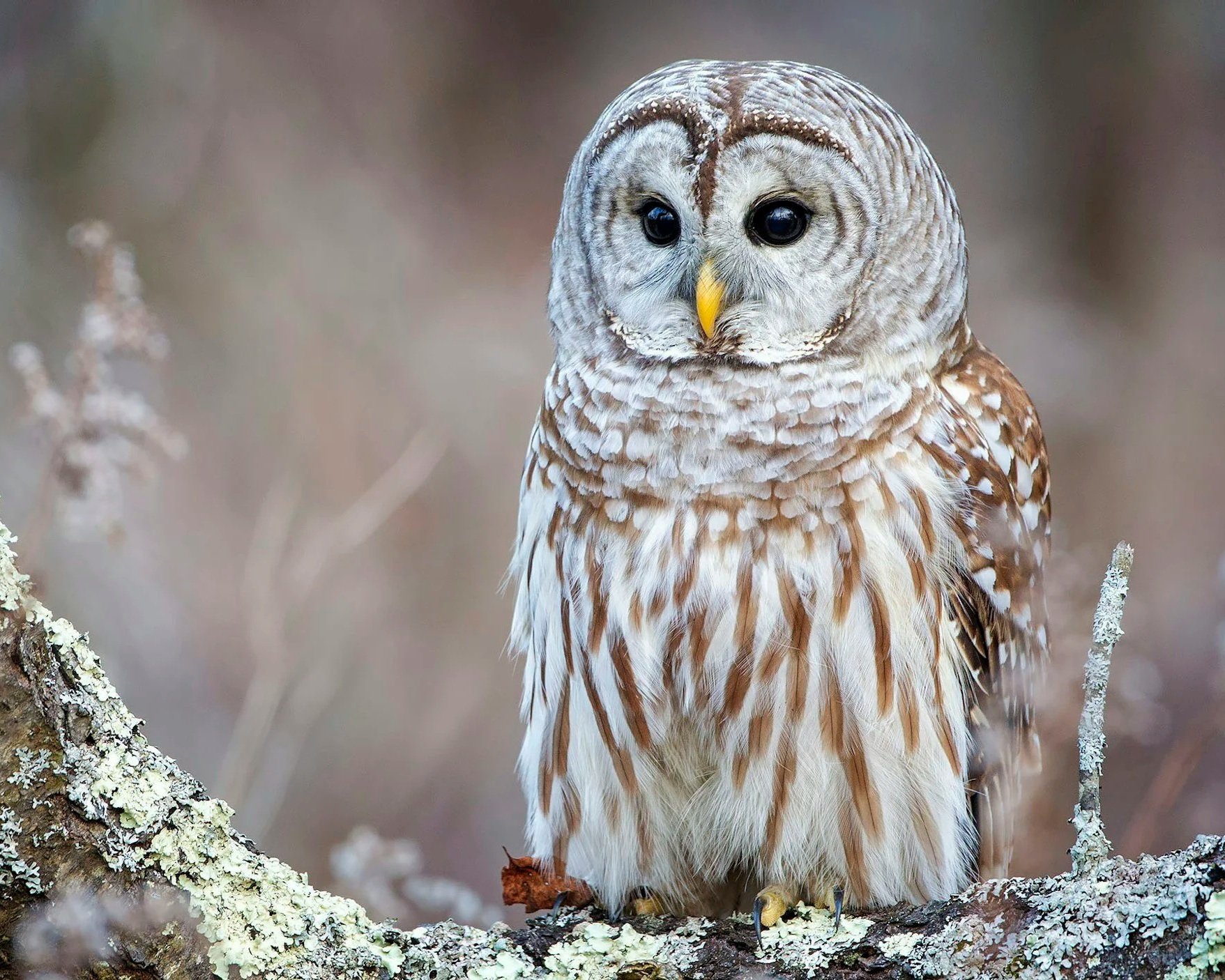A barred owl native to the Adirondacks.