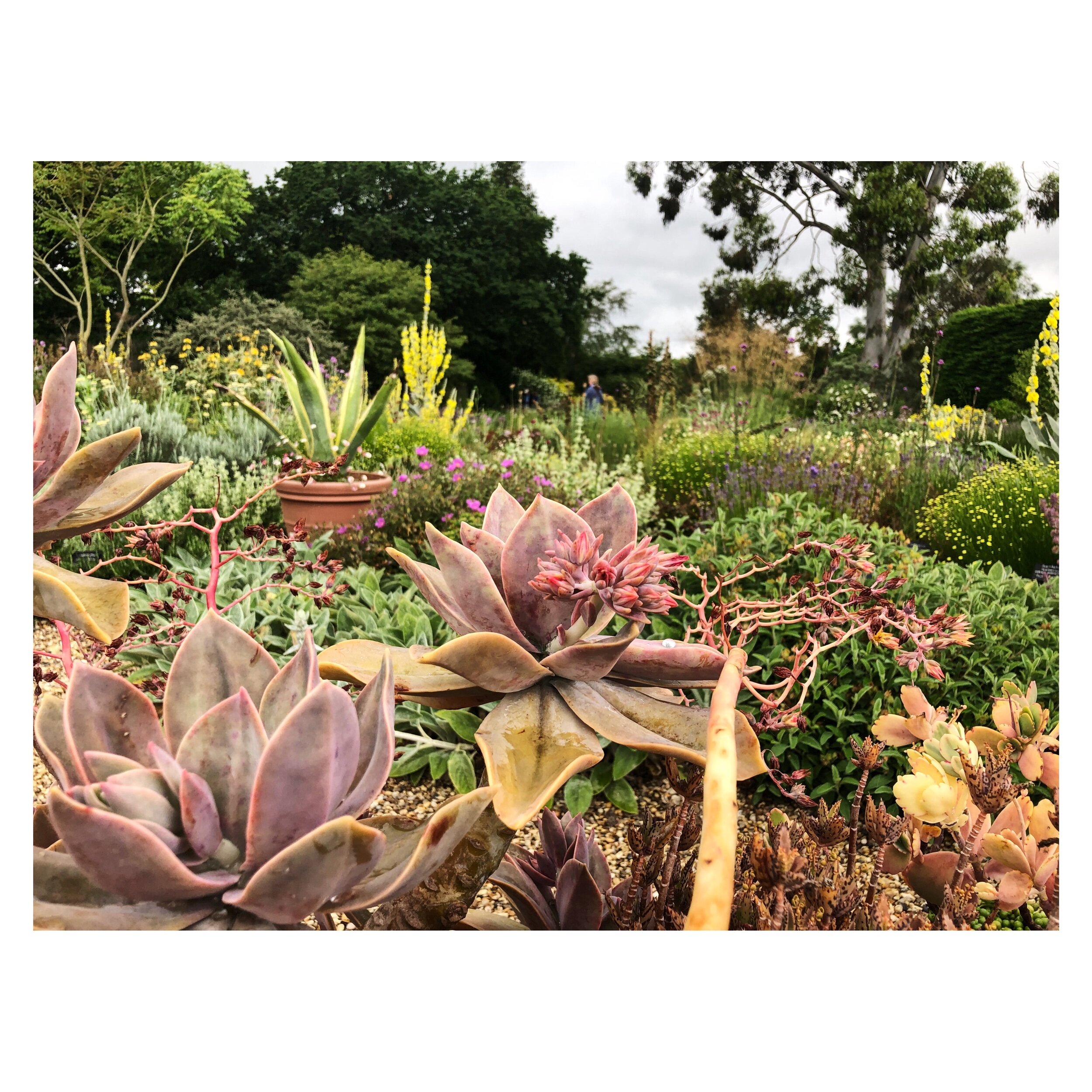 Beth Chatto planting
