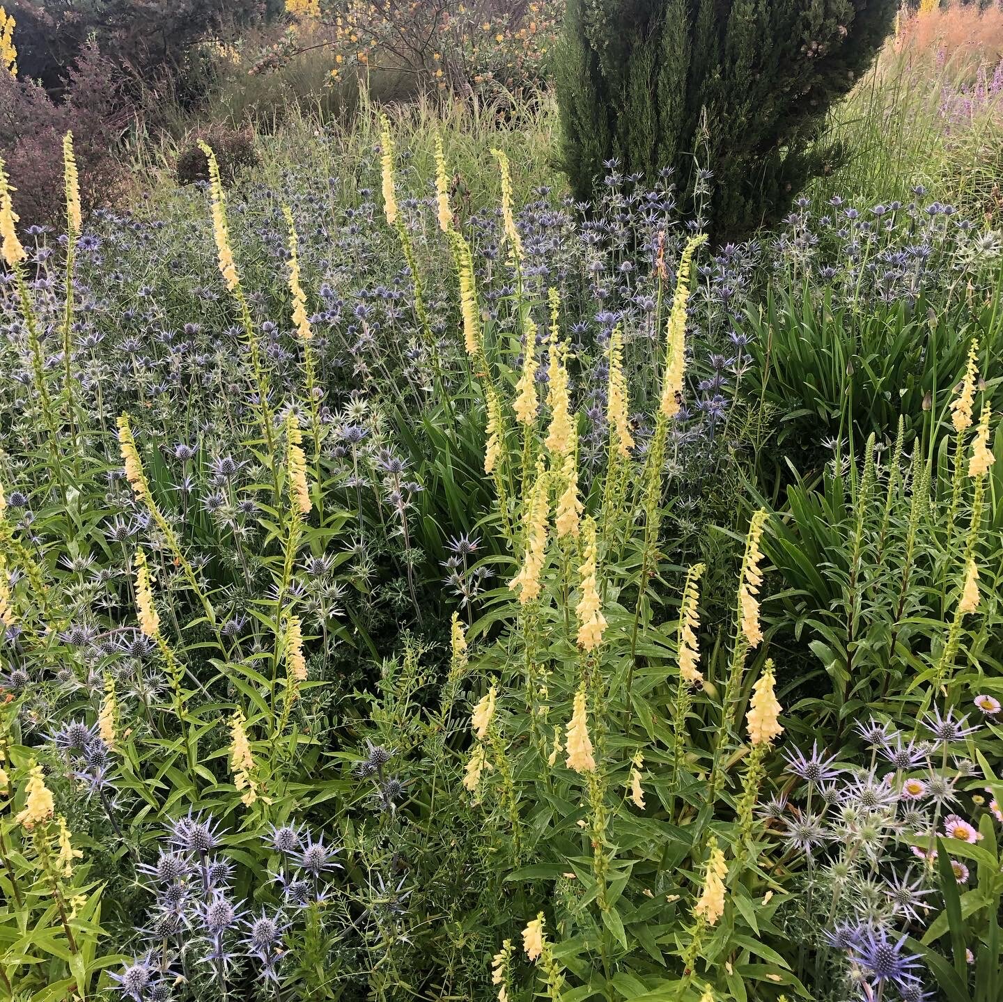 Beth Chatto planting
