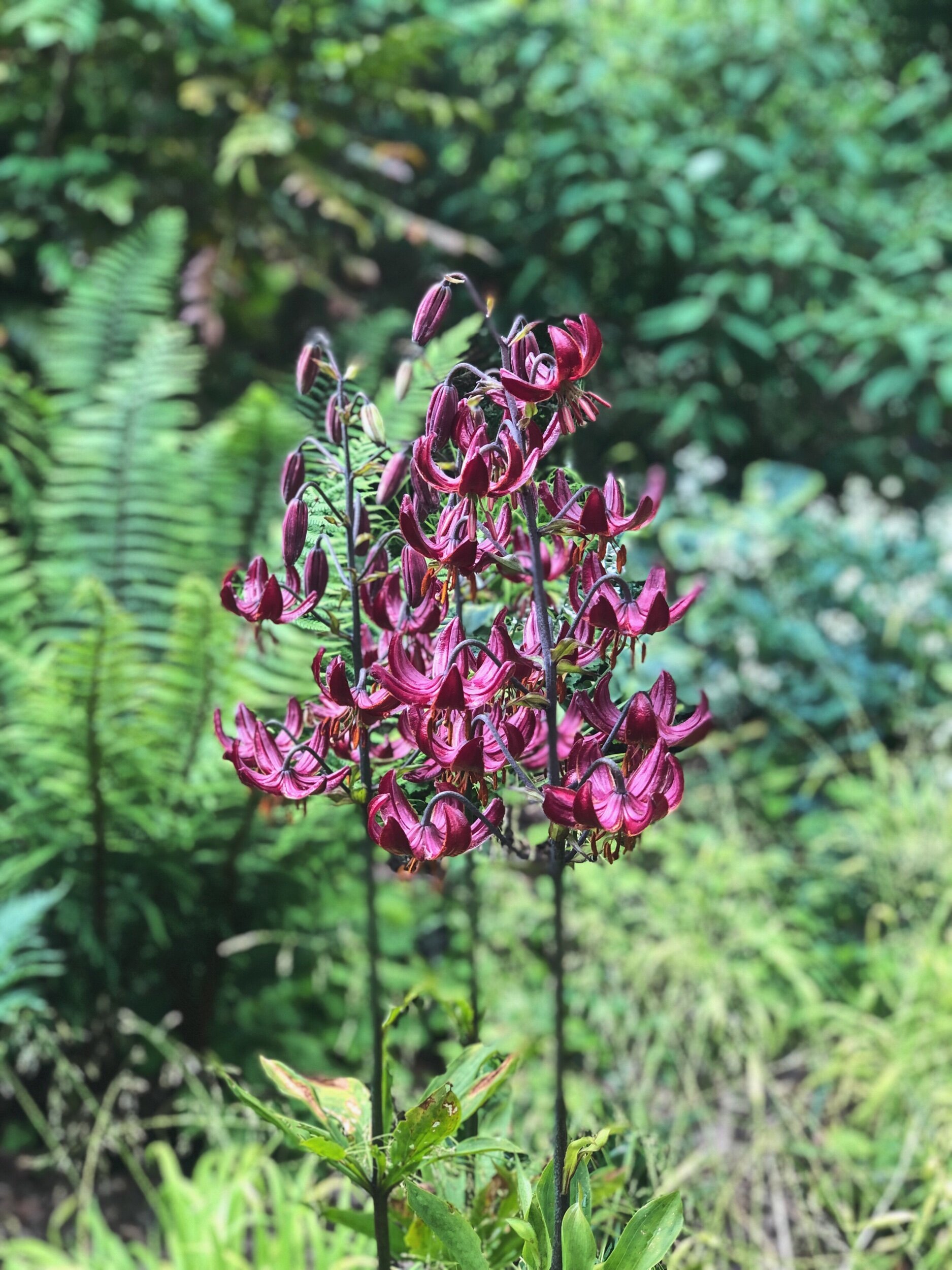 Beth Chatto planting
