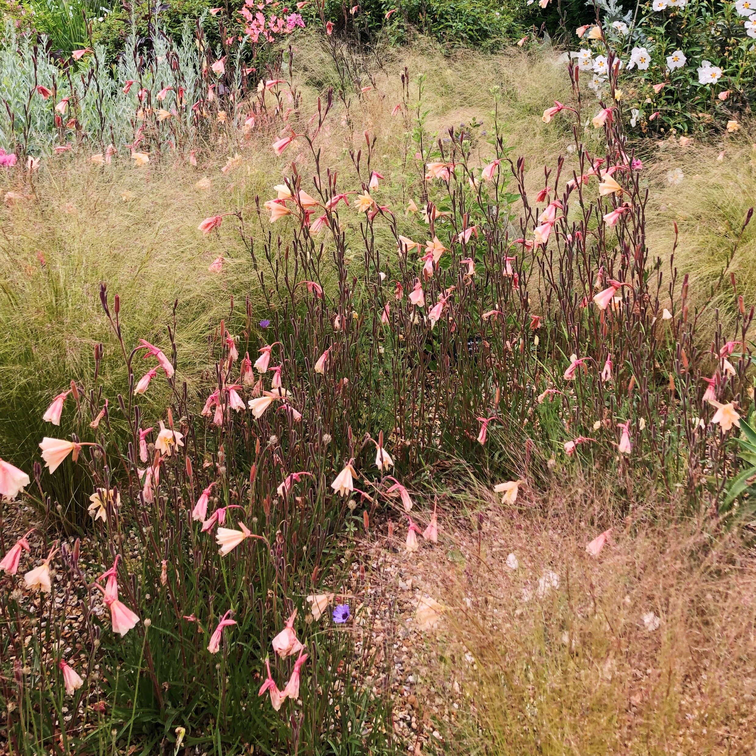Beth Chatto planting