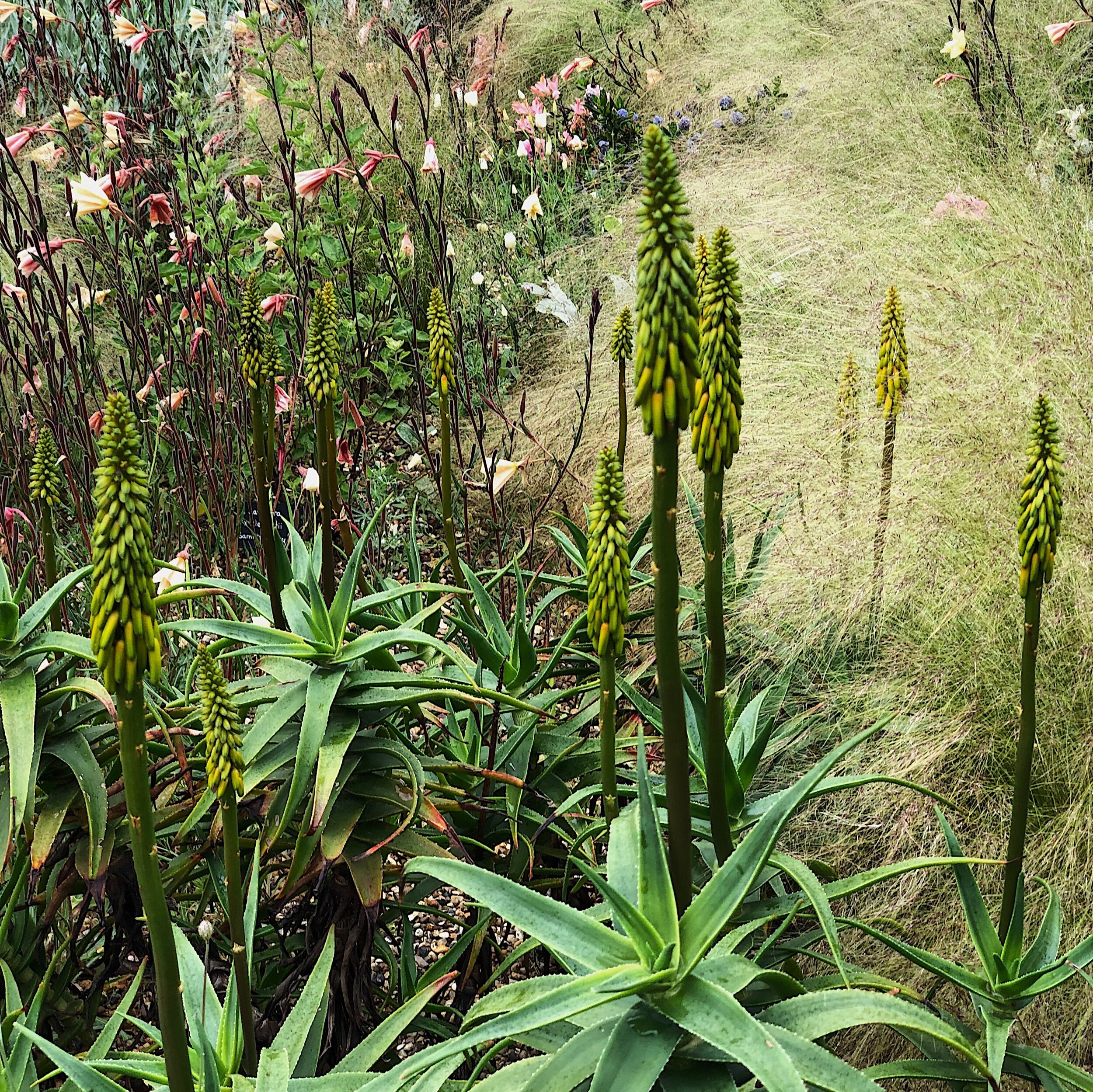 Beth Chatto planting