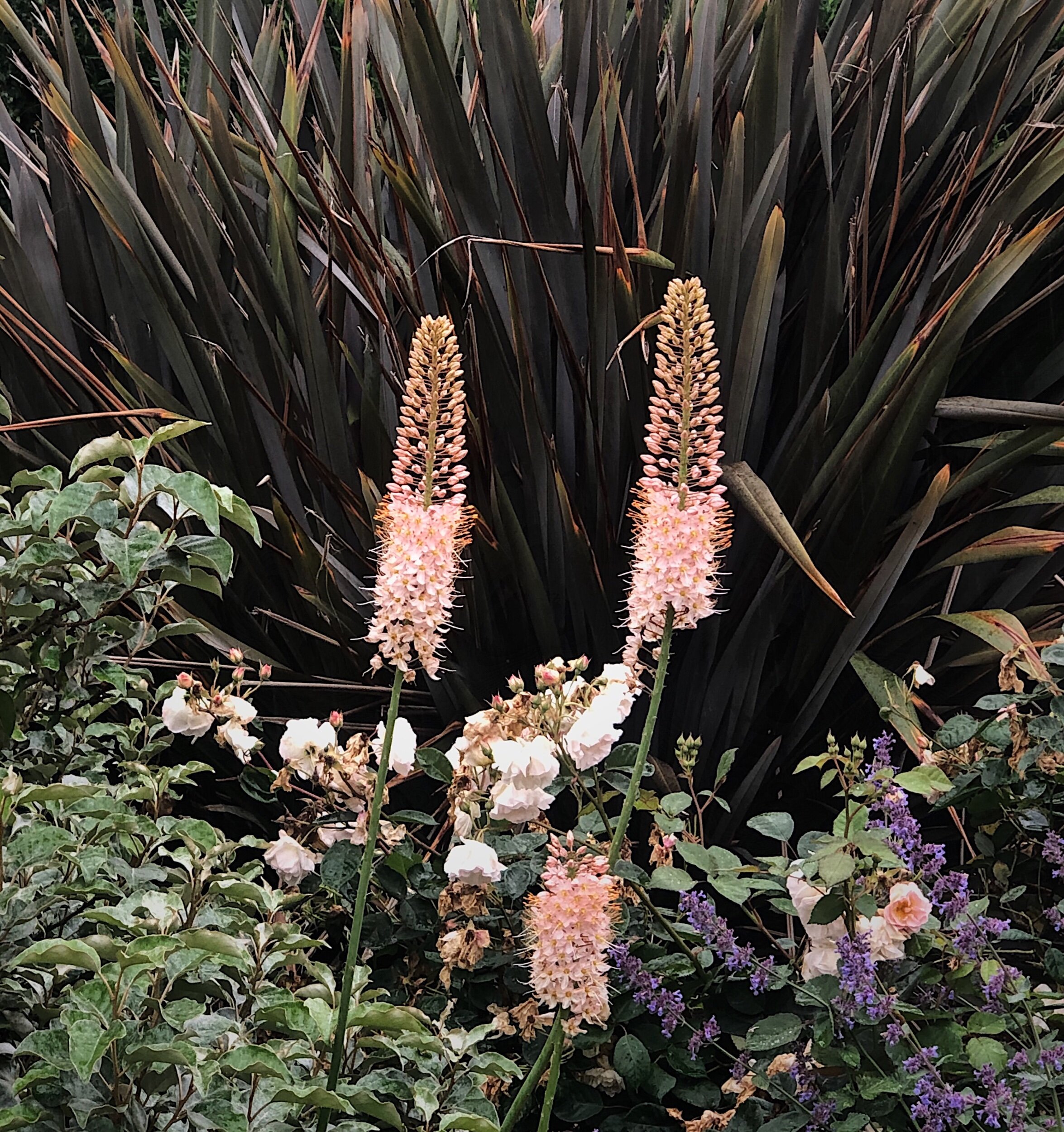 Beth Chatto planting