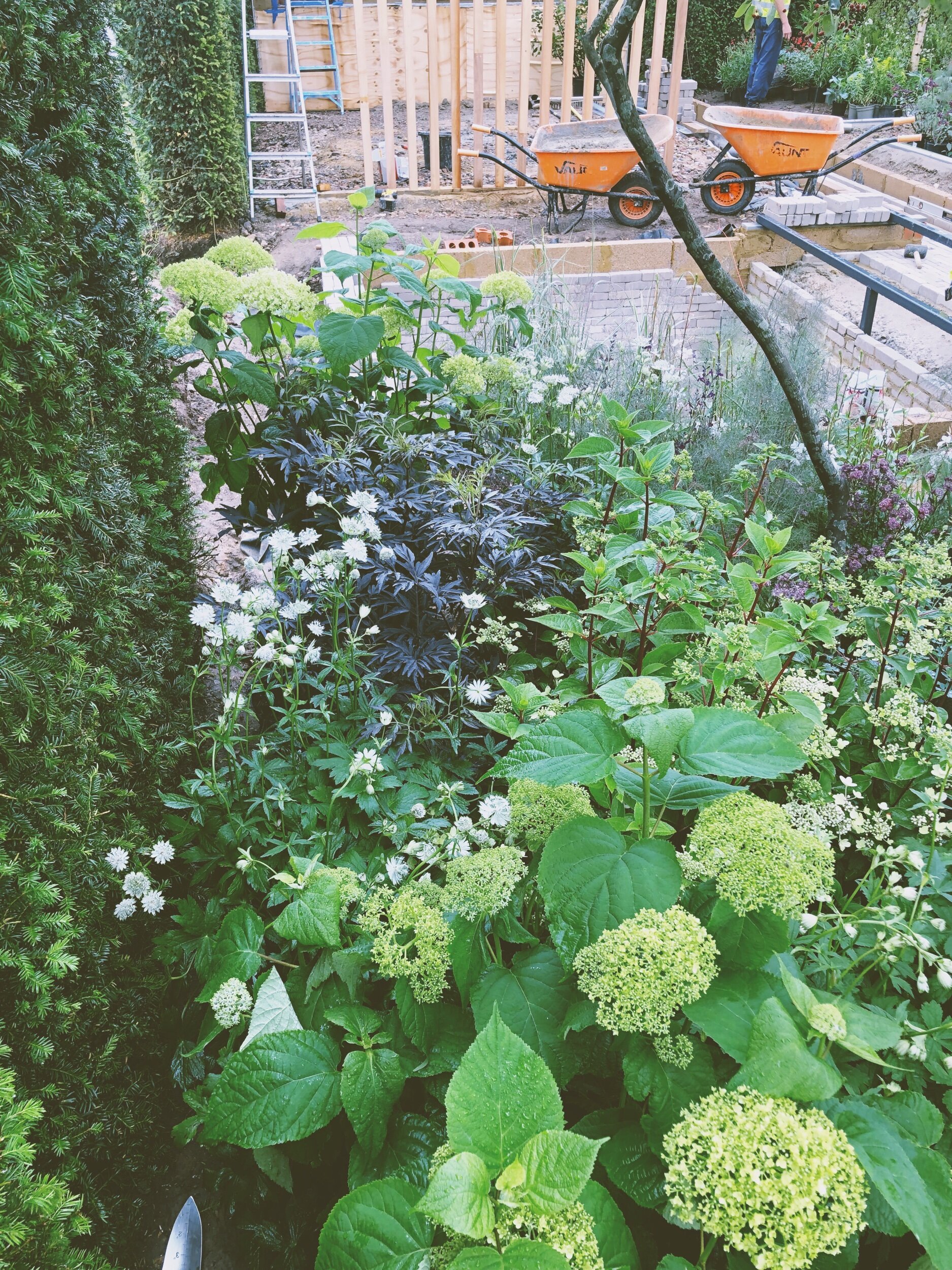Hampton Court show garden planting