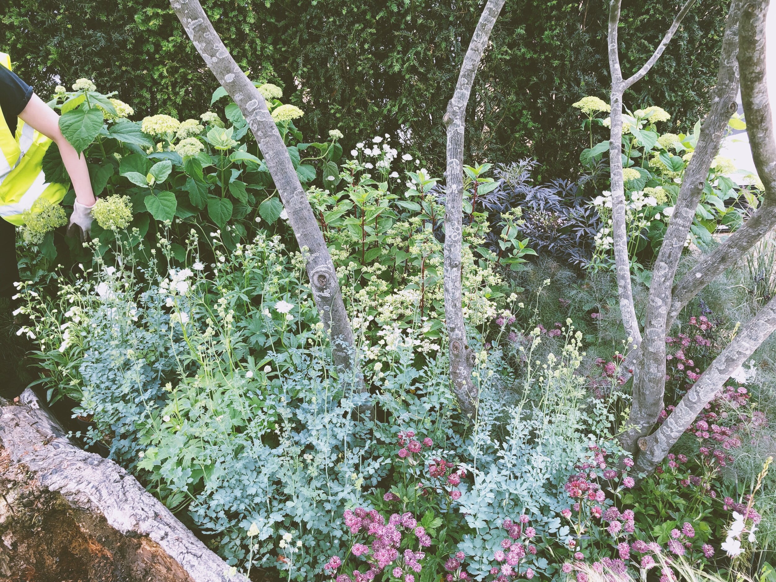 Hampton Court show garden planting
