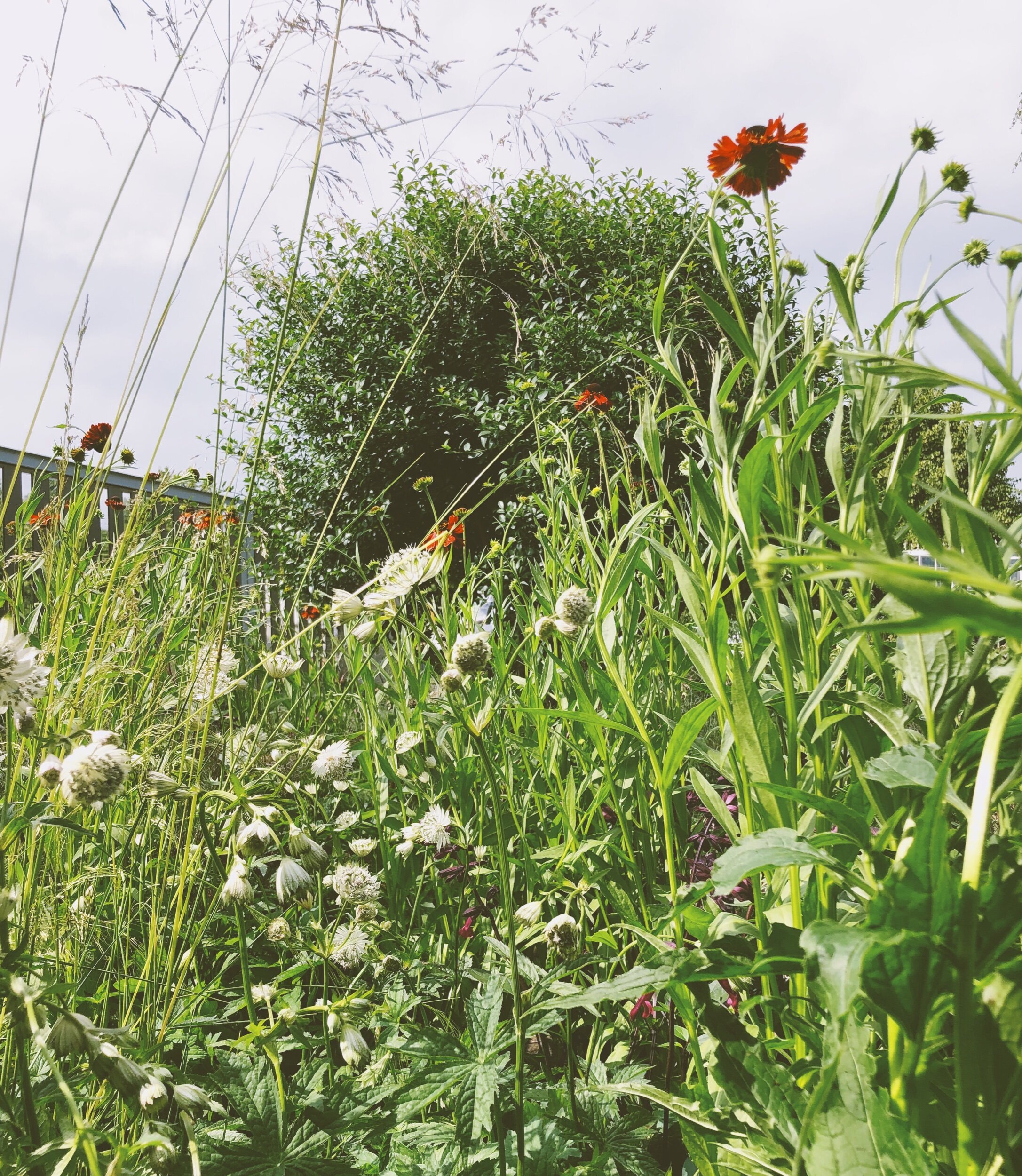 Hampton Court show garden planting