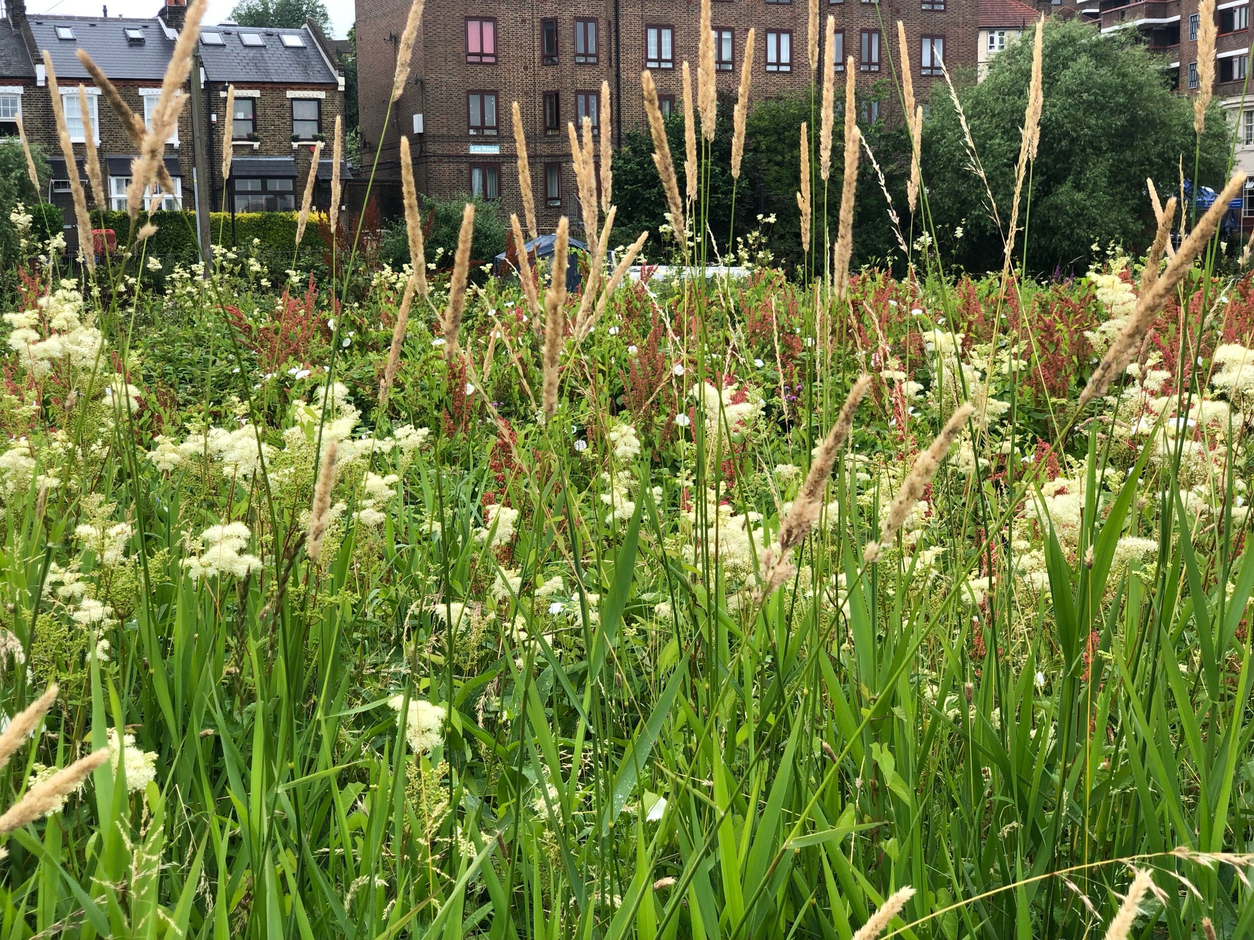 Urban planting inspiration