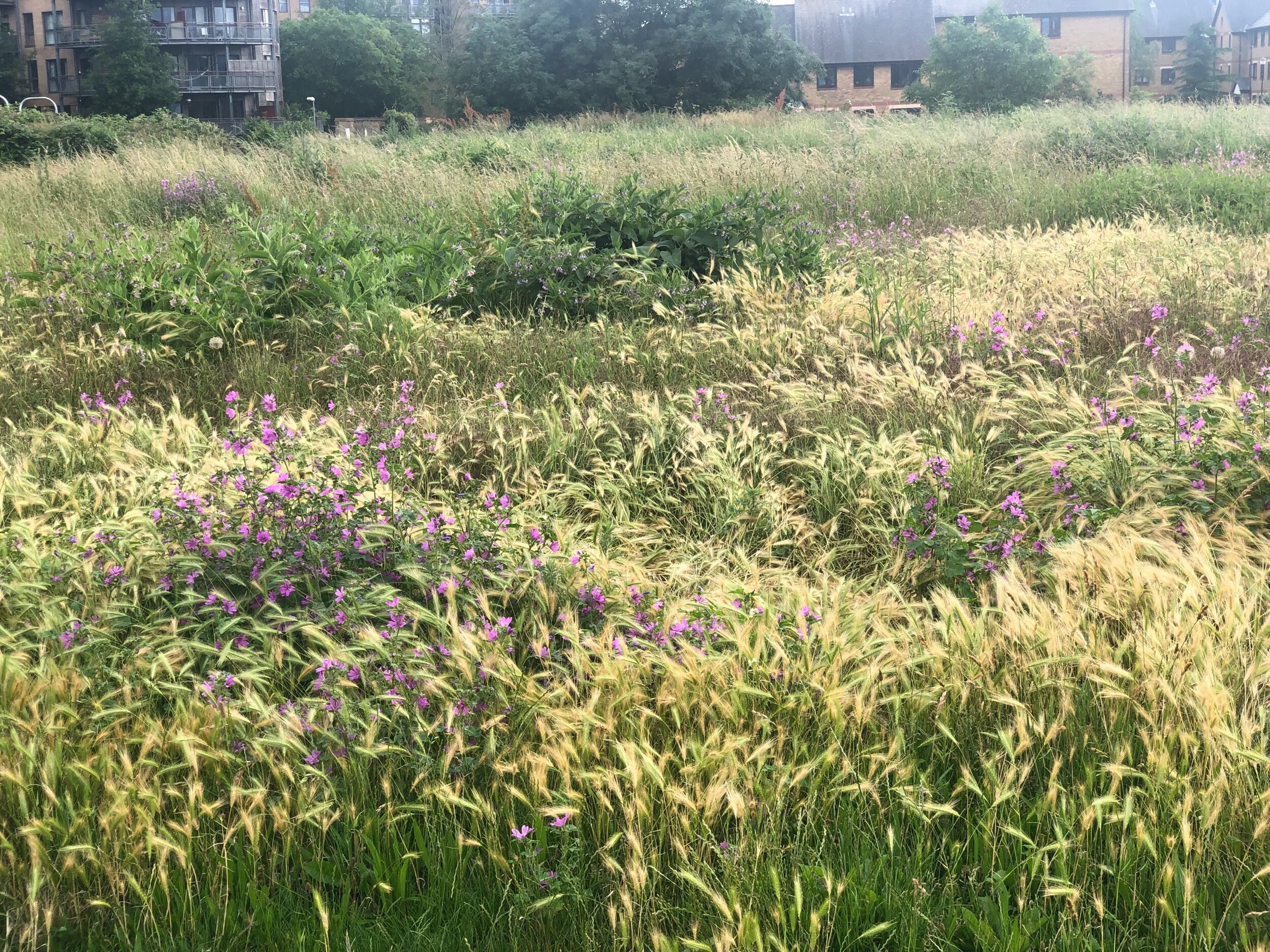 Urban planting inspiration