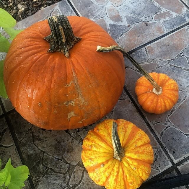 Pumpkins.jpeg