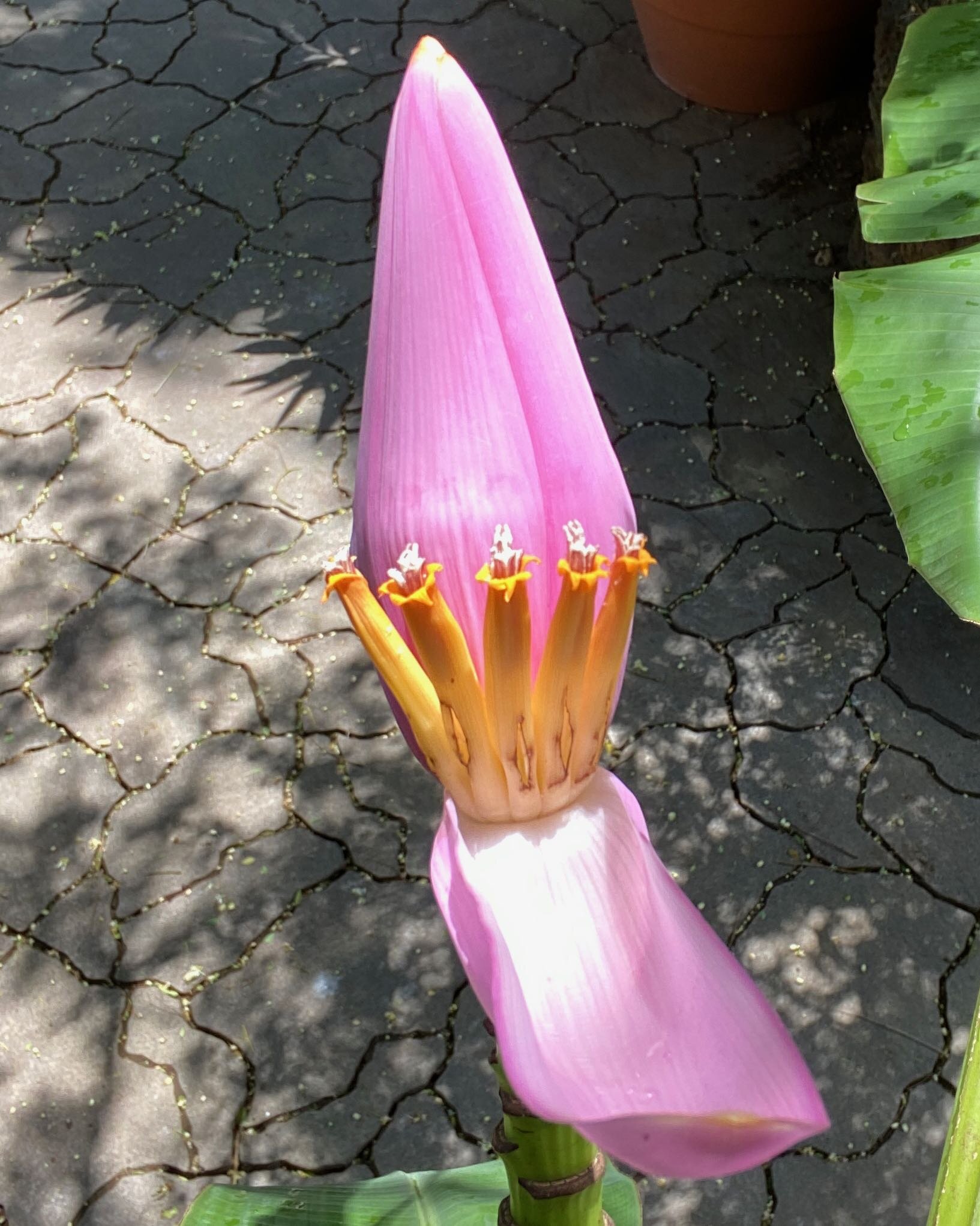 I wished I knew the name of this beautiful, unique flower. We called it the birthday flower because it has little candles coming out of the center.