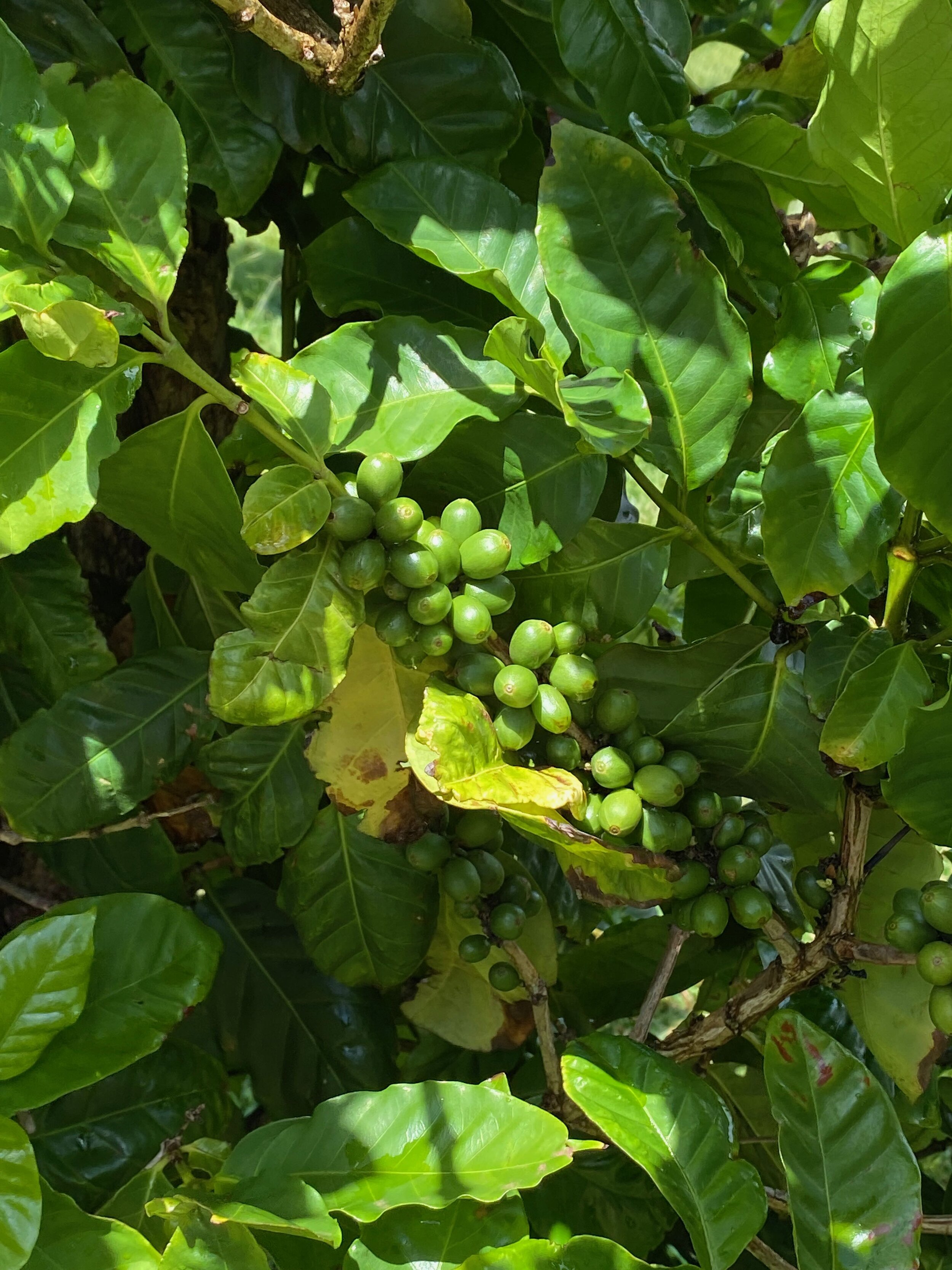 Coffee beans before harvest