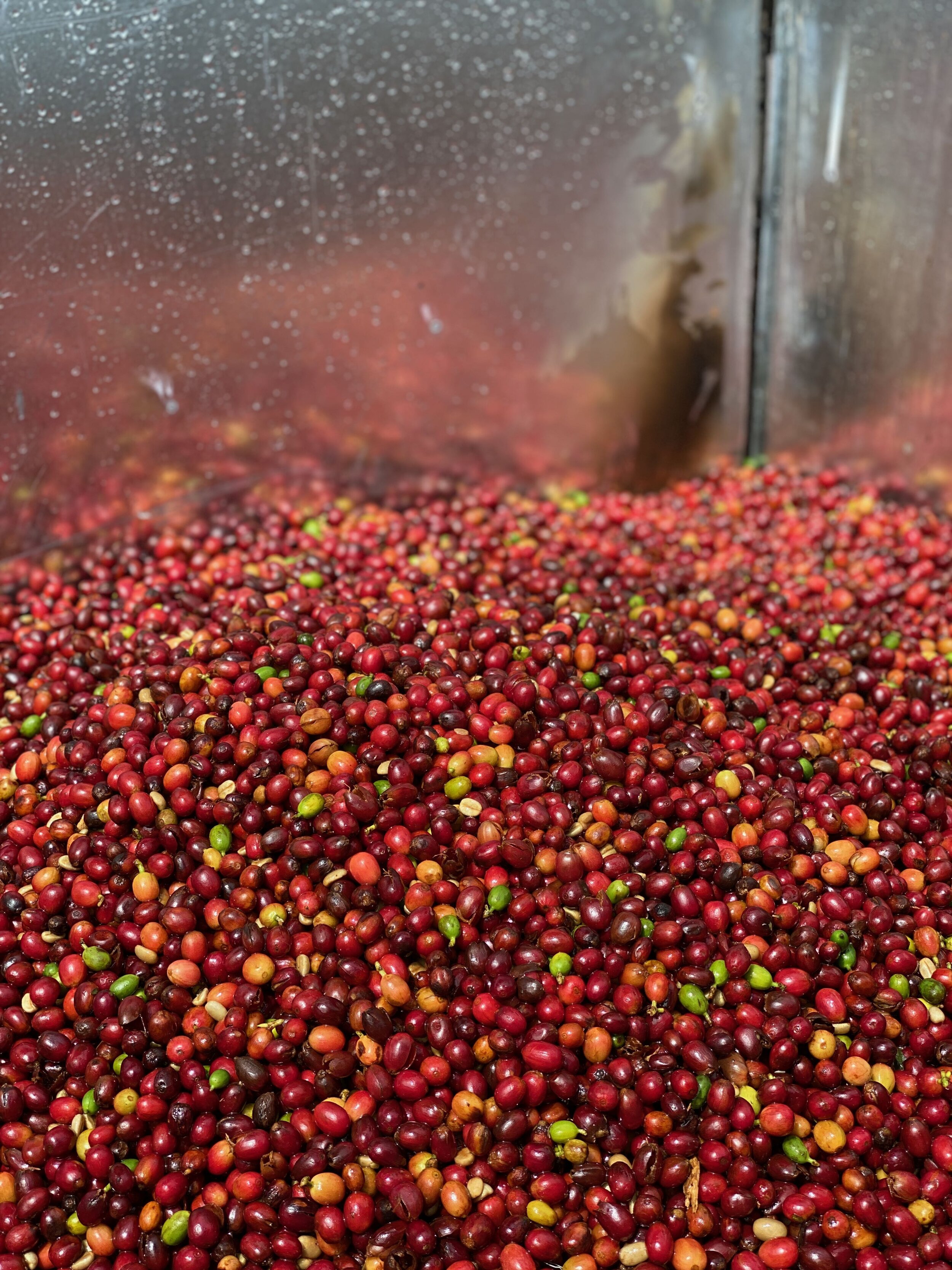 Coffee Beans! Great tour.