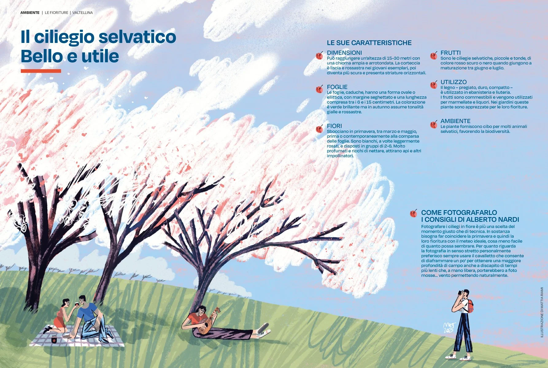 Orobie Magazine - The cherry tree