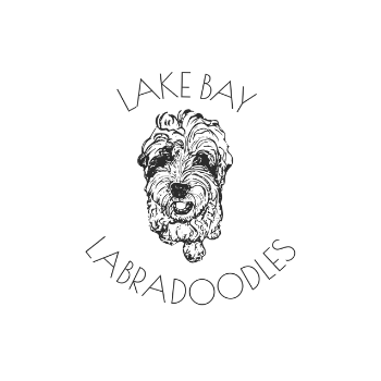 Lake Bay Labradoodles