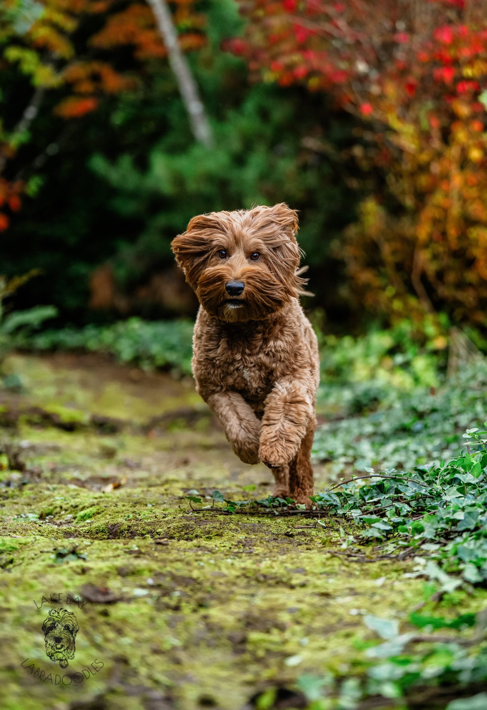 Lake blue cheap labradoodle