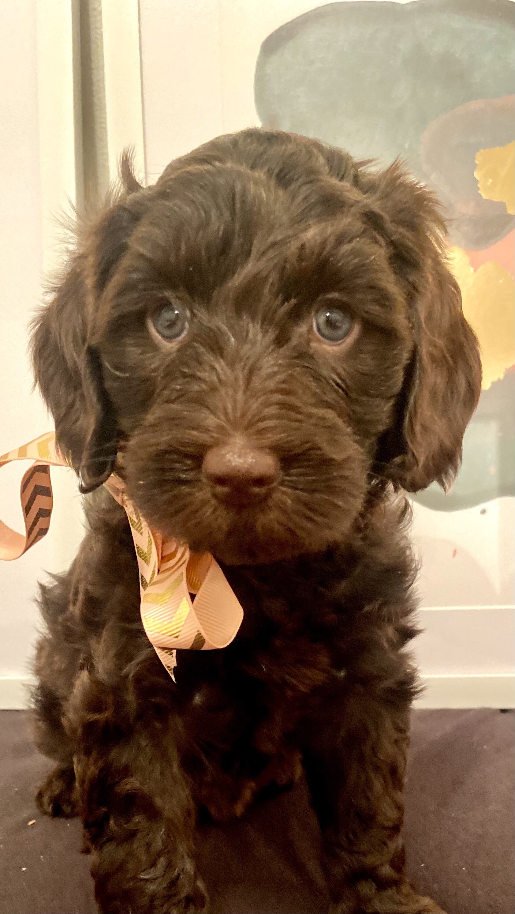 labradoodle oregon