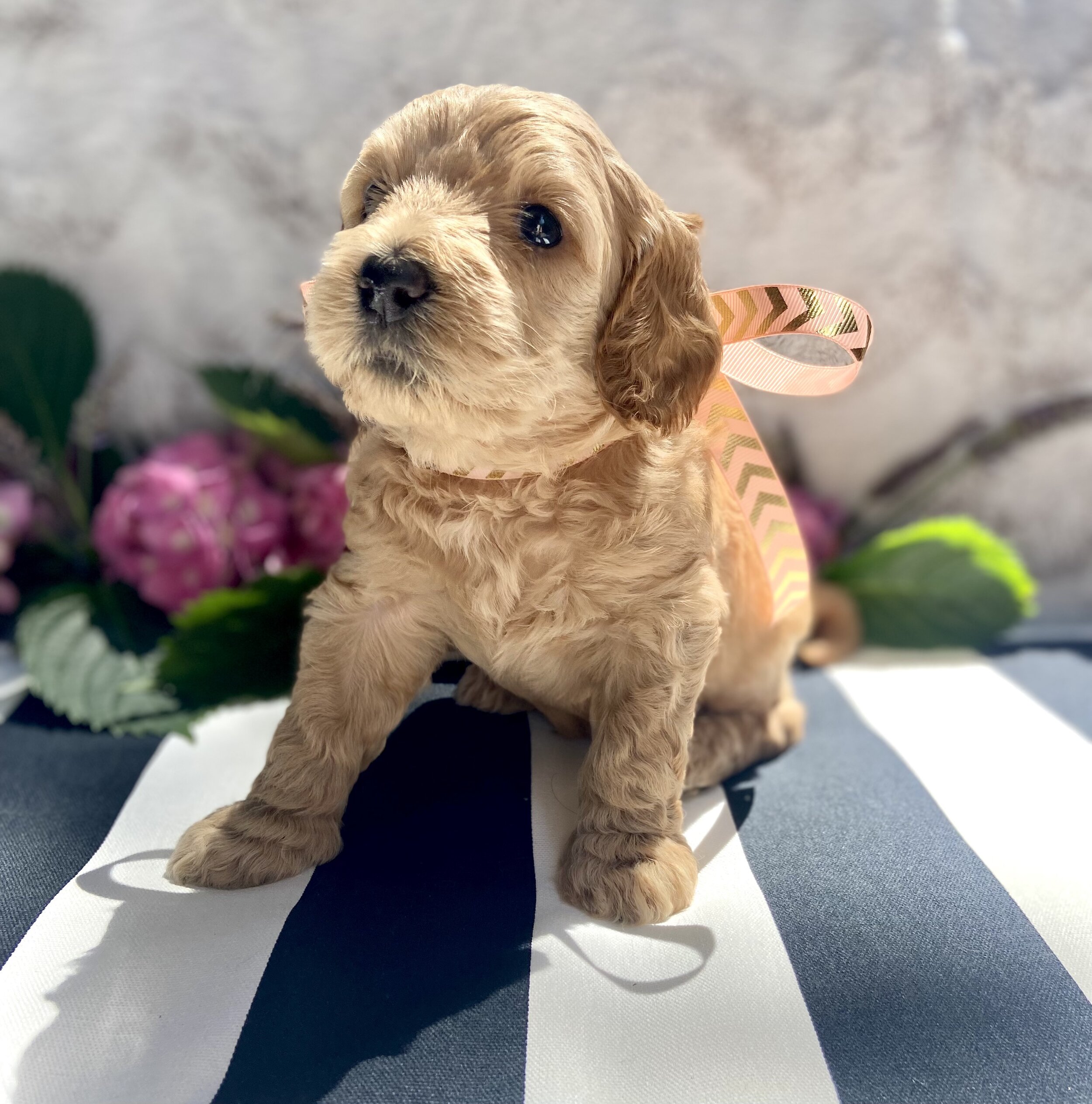 australian labradoodle adults for sale