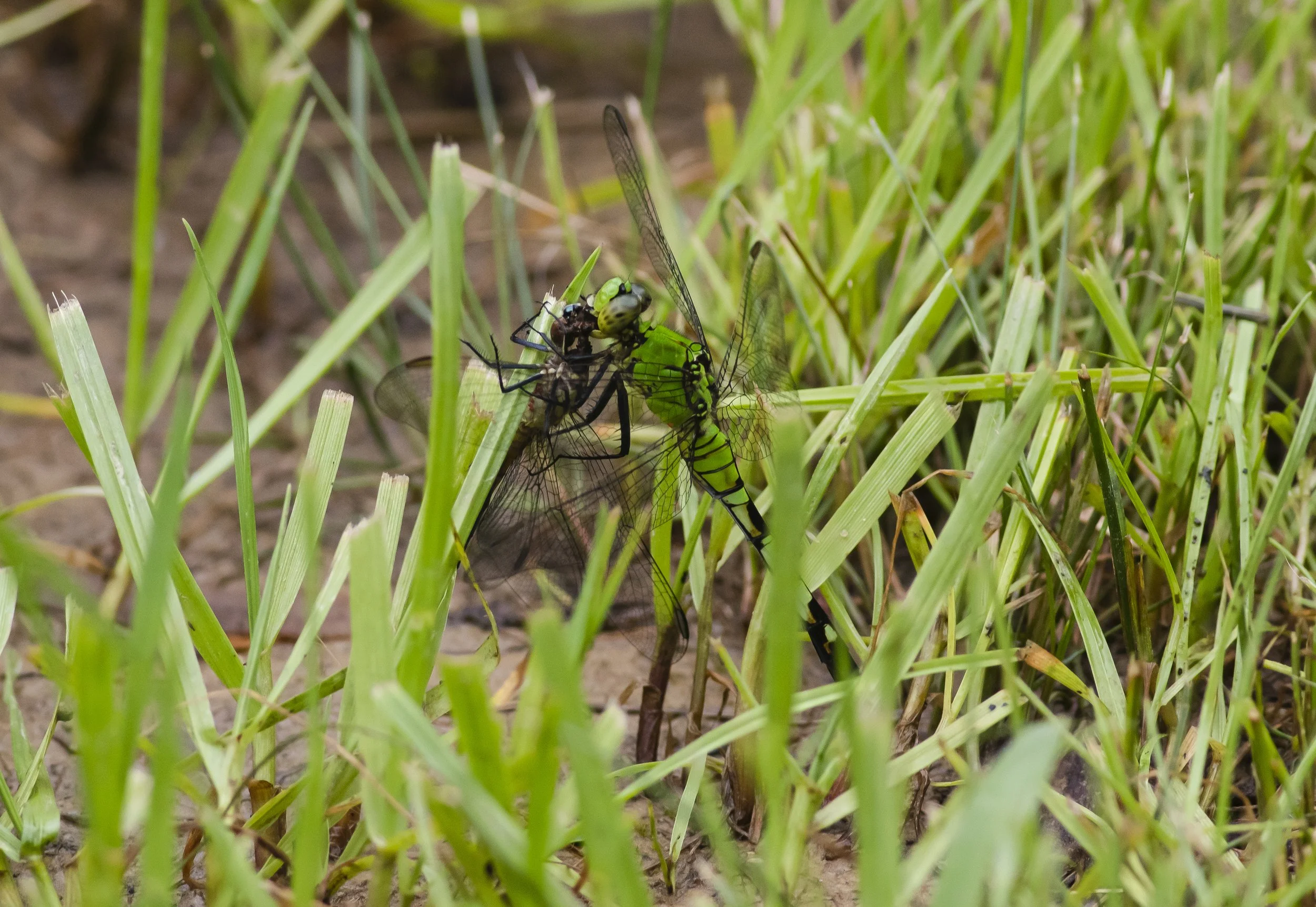 Invertebrates — The Feliciana Preserve