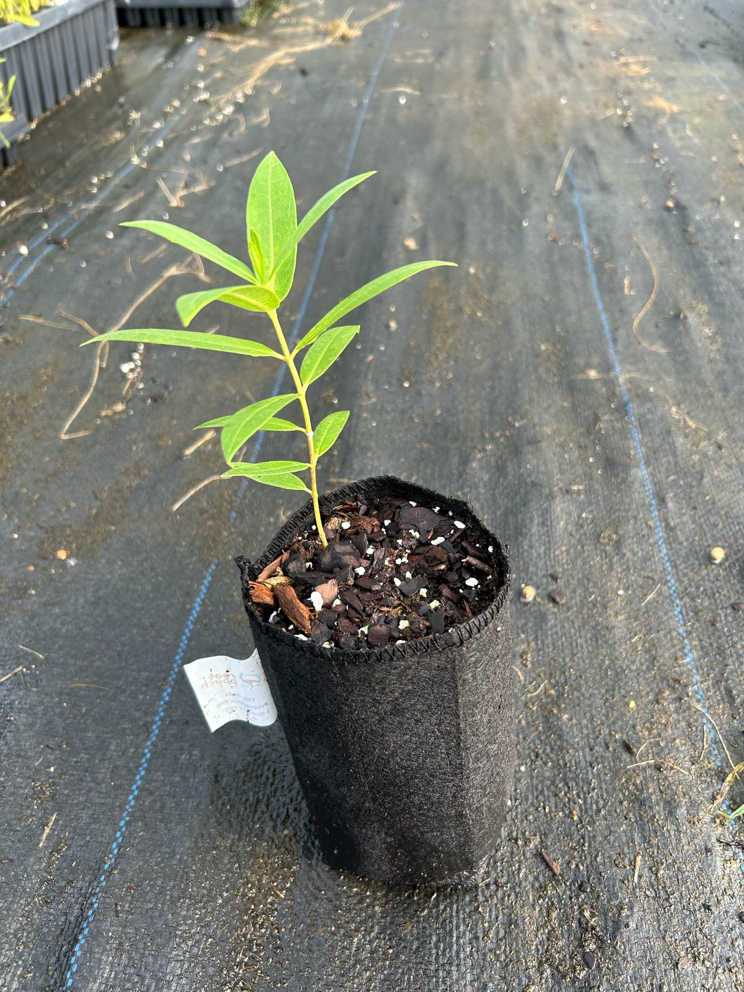 Common Milkweed - Quart.JPEG