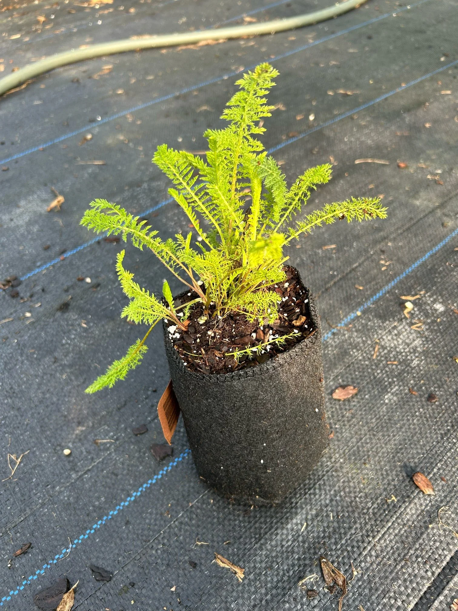 Common Yarrow - Quart.JPEG