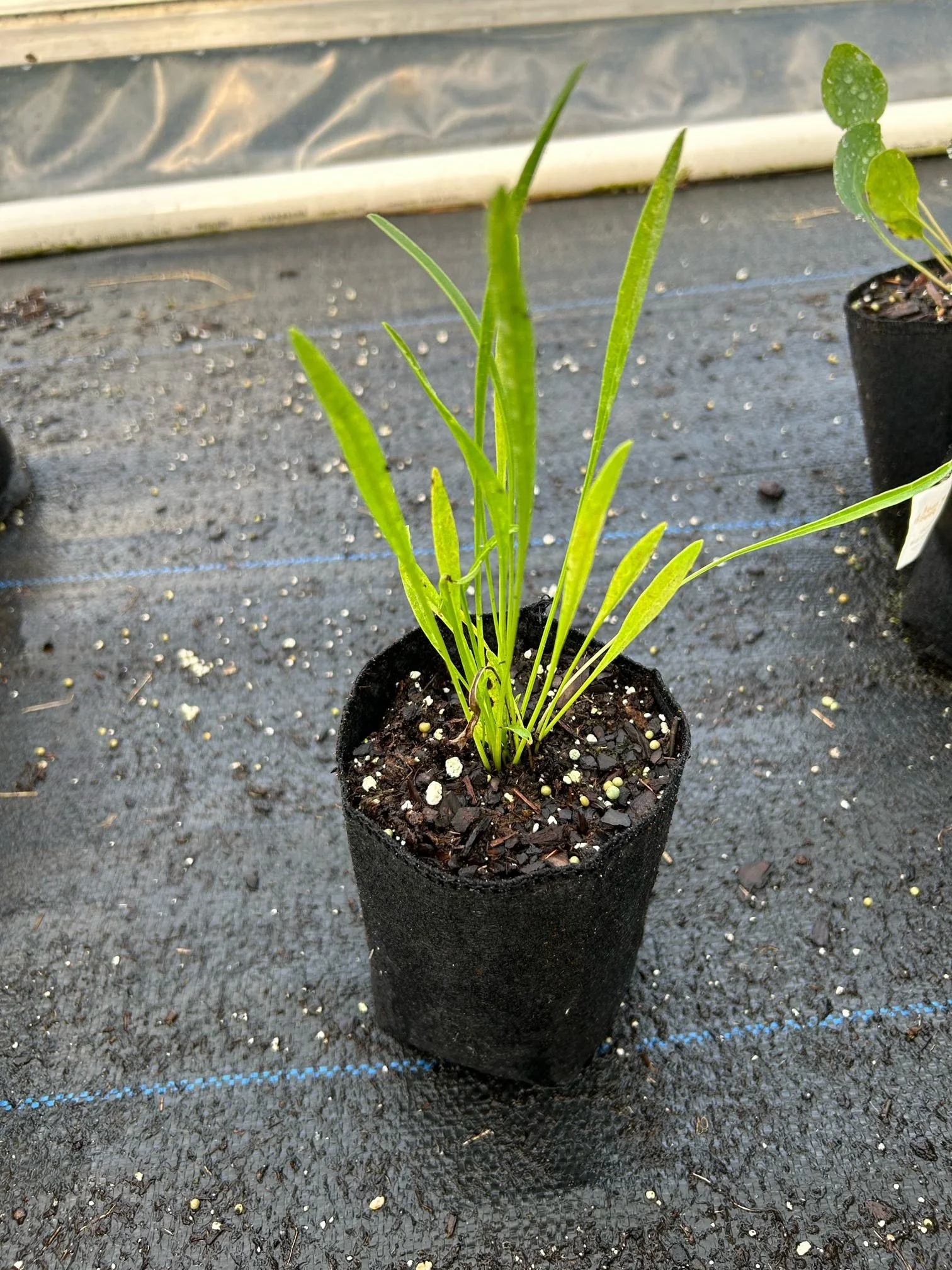 Coreopsis - Quart.JPEG