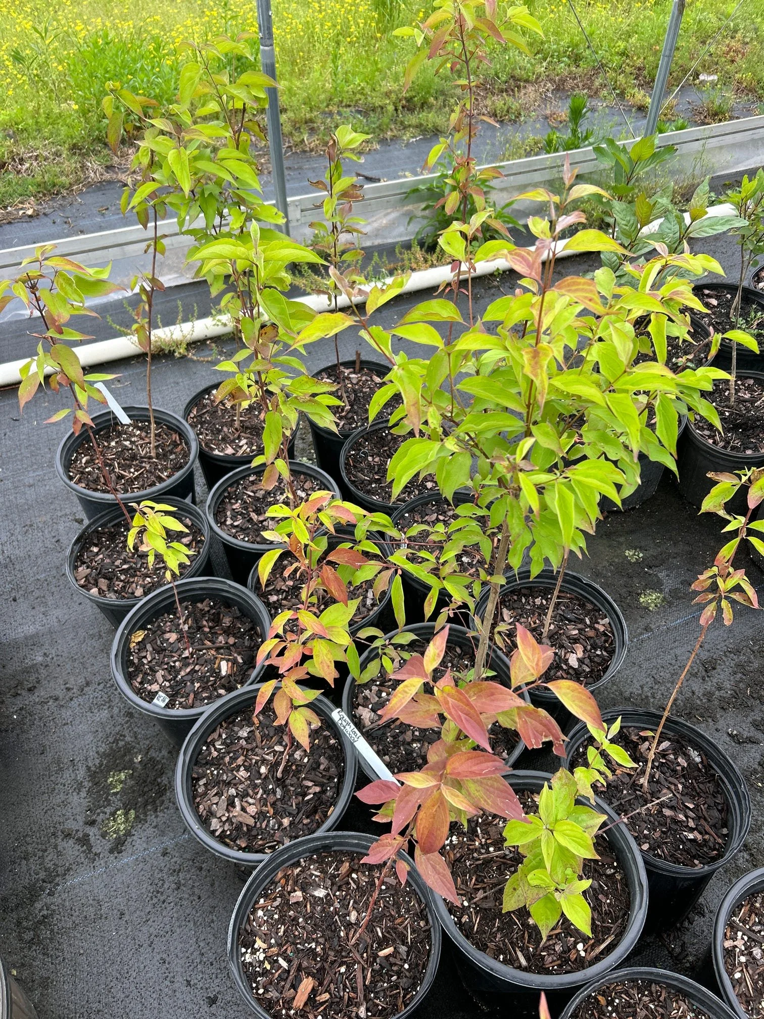 Cornus drummondii (Rough-leaved Dogwood)
