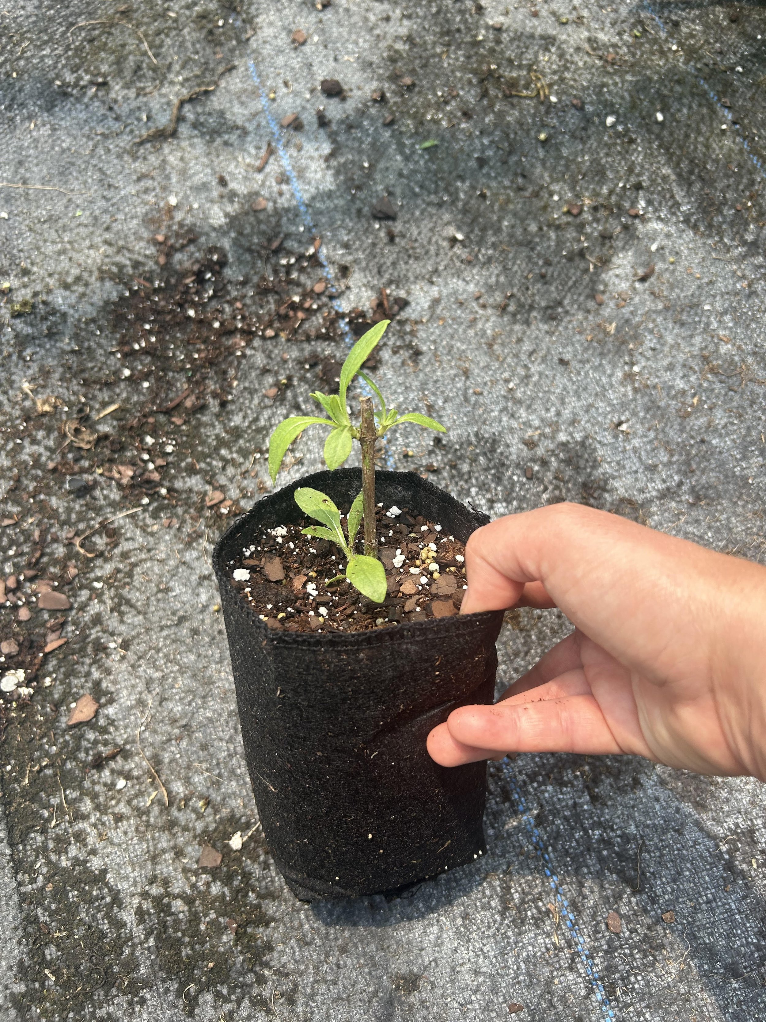 swamp sunflower quart.jpg