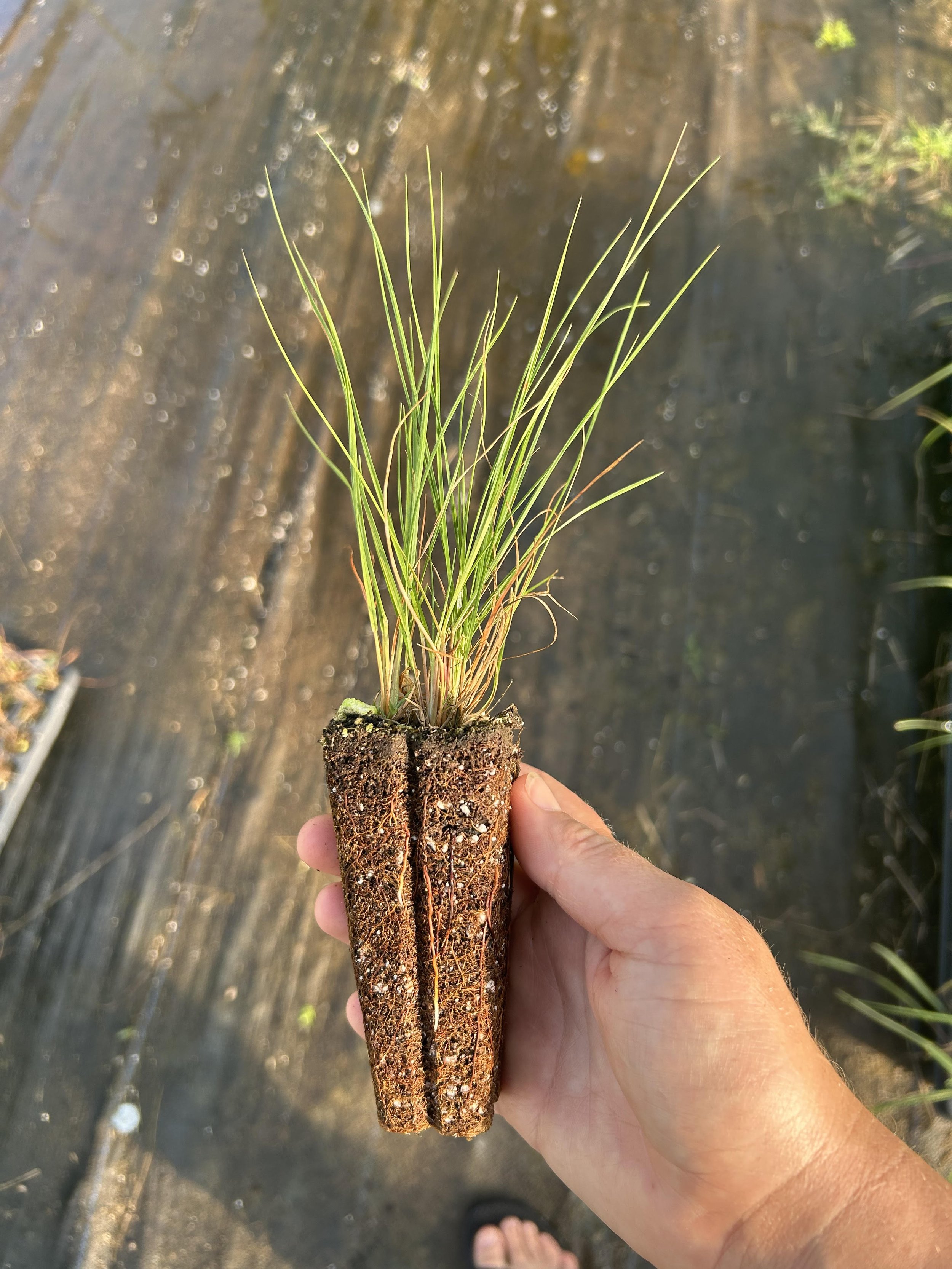 drop seed plug.jpg