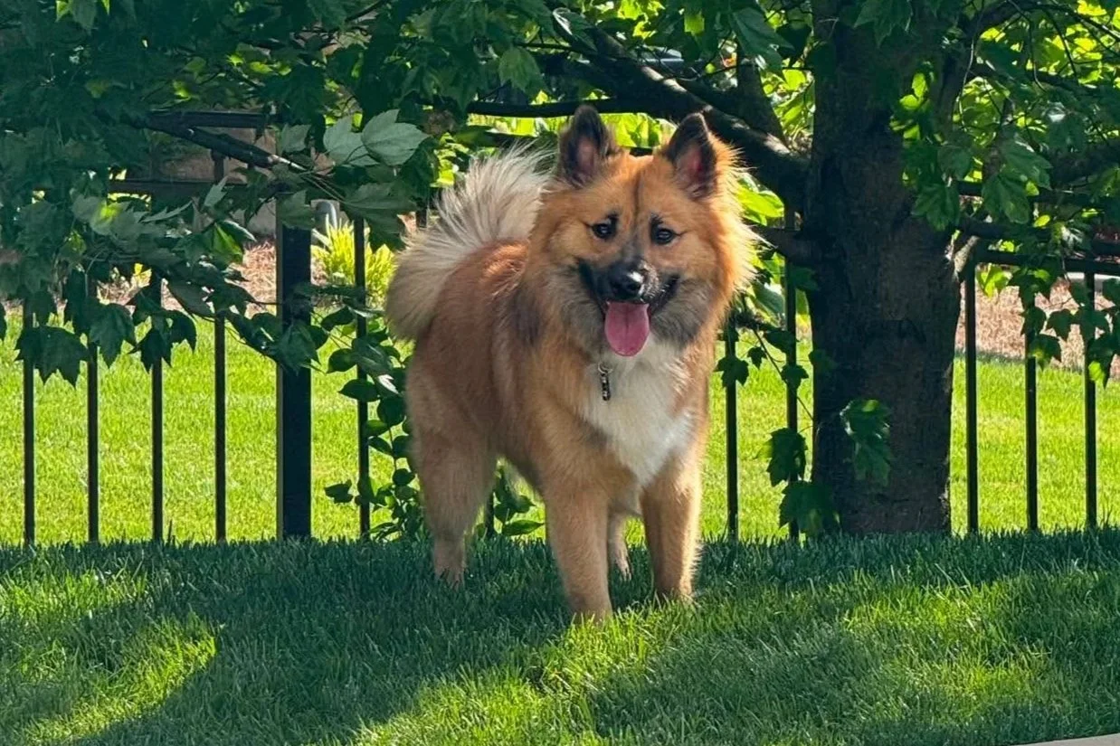 red sable Icelandic Sheepdog