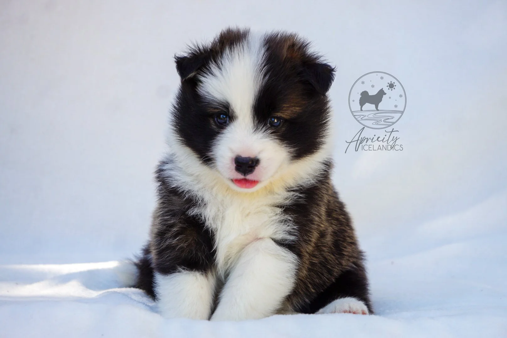 "Sonata" - red sable, female