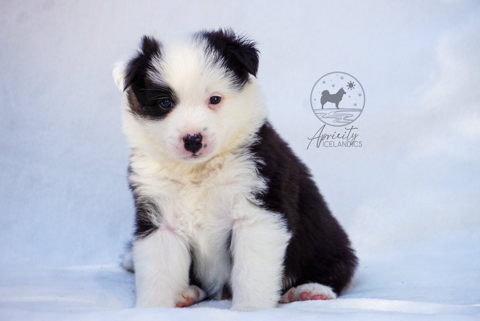 "Vivace" - black tricolor, female