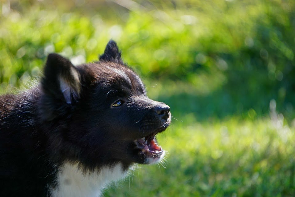 My Confident Puppy is Cowering