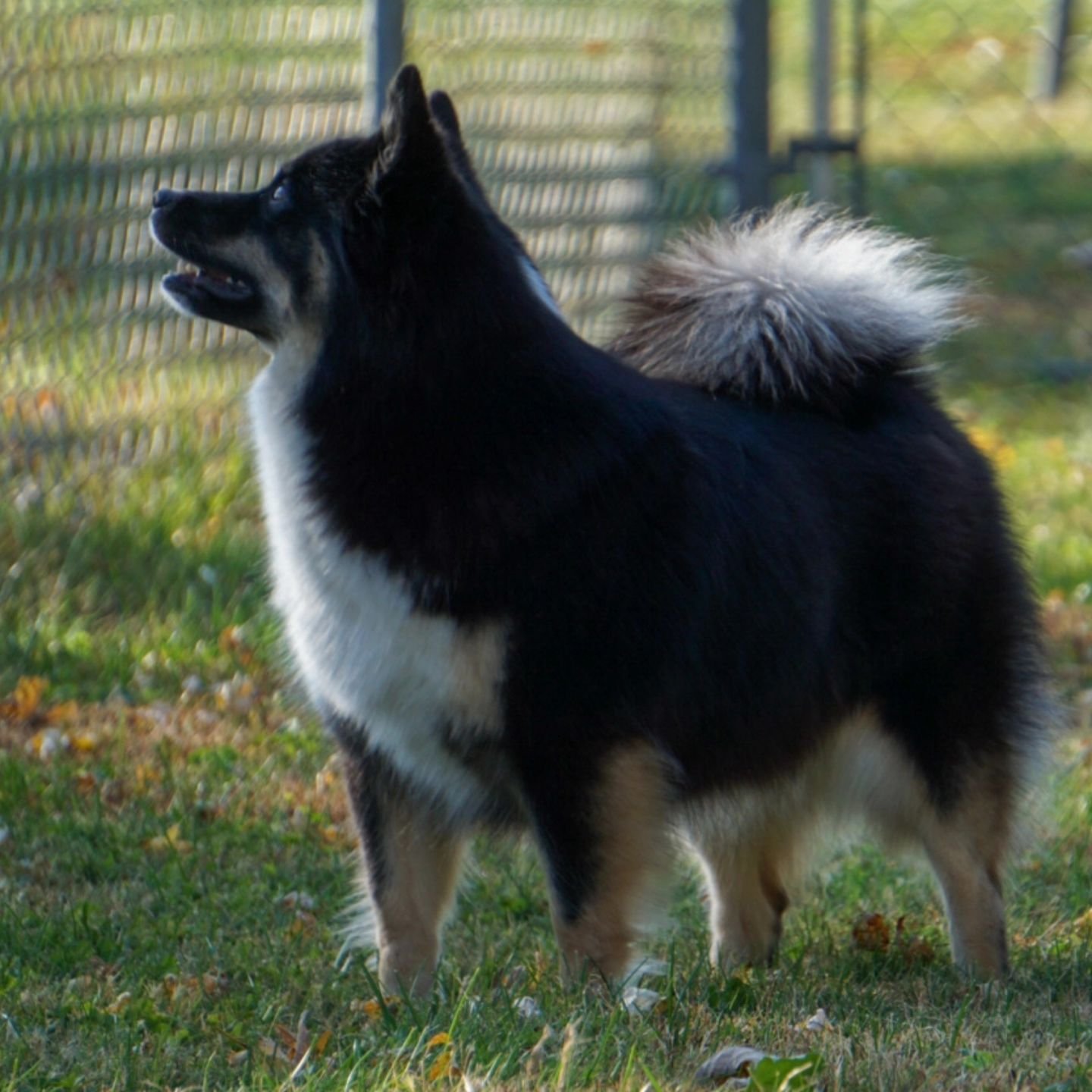 Excited to announce that we will be heading to Columbus, OH for the ISAA Regional Specialty next weekend!! Hrefna and Sigur can't wait to play in the ring and visit all our friends. 

If you will be in the area, this is a great opportunity to meet lo