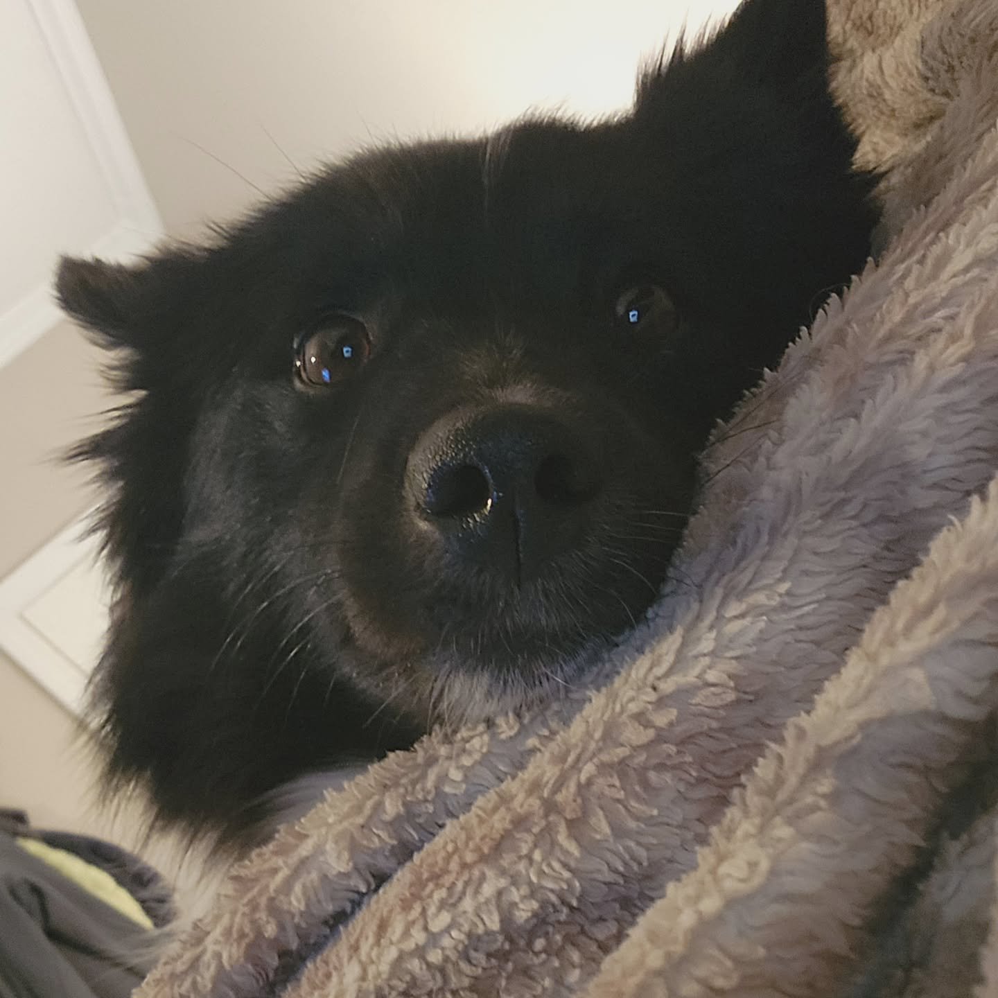Ronja is excited for a long holiday weekend - extra snacks AND snuggles 😋🤗