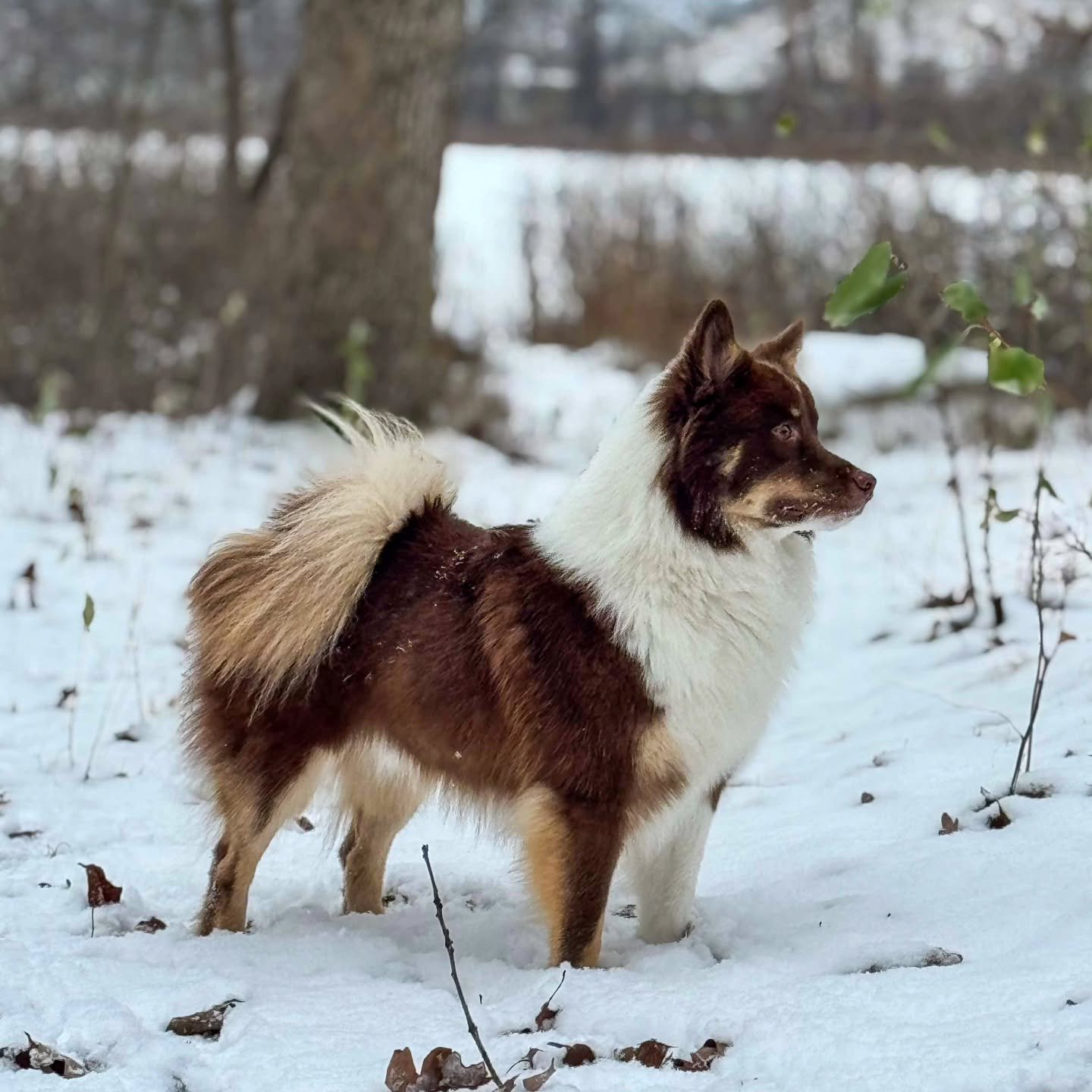 Aquila 🤎❄️