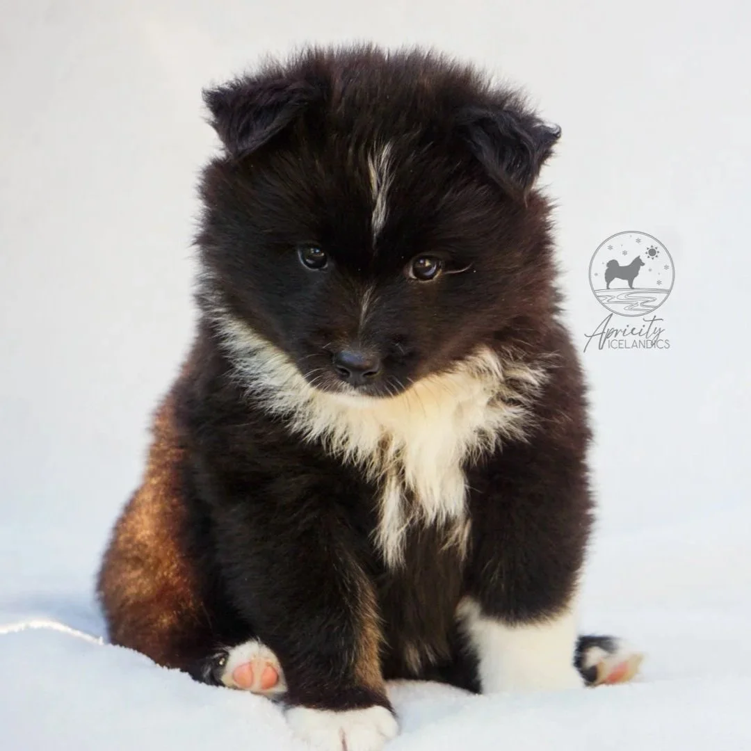"Cadence" - black tricolor, female